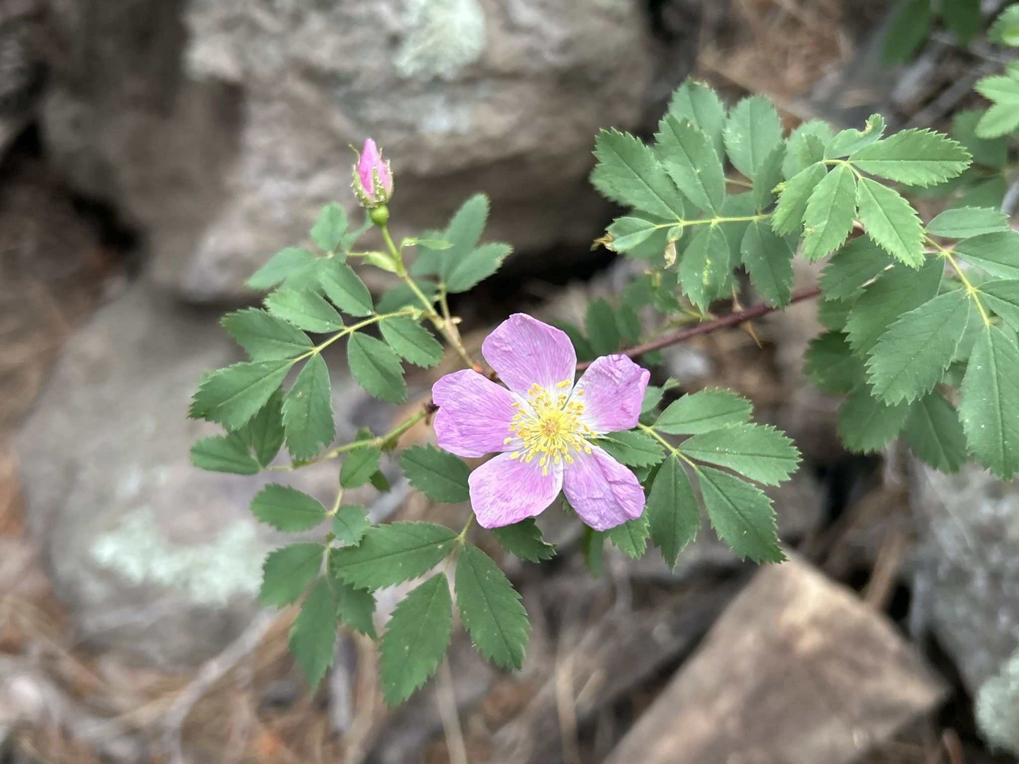 Rosa woodsii