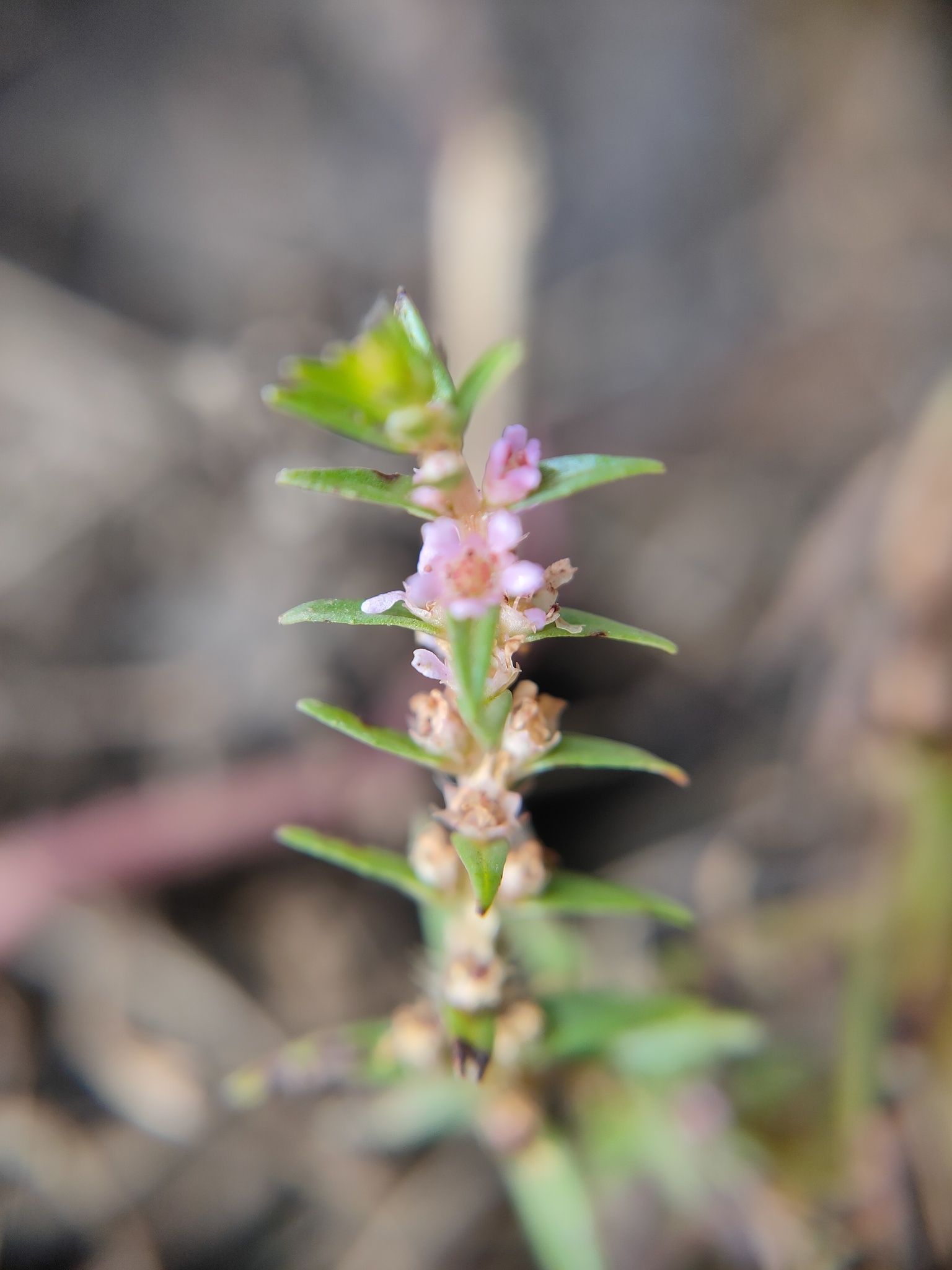 Rotala rosea