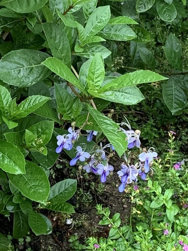 Rotheca myricoides