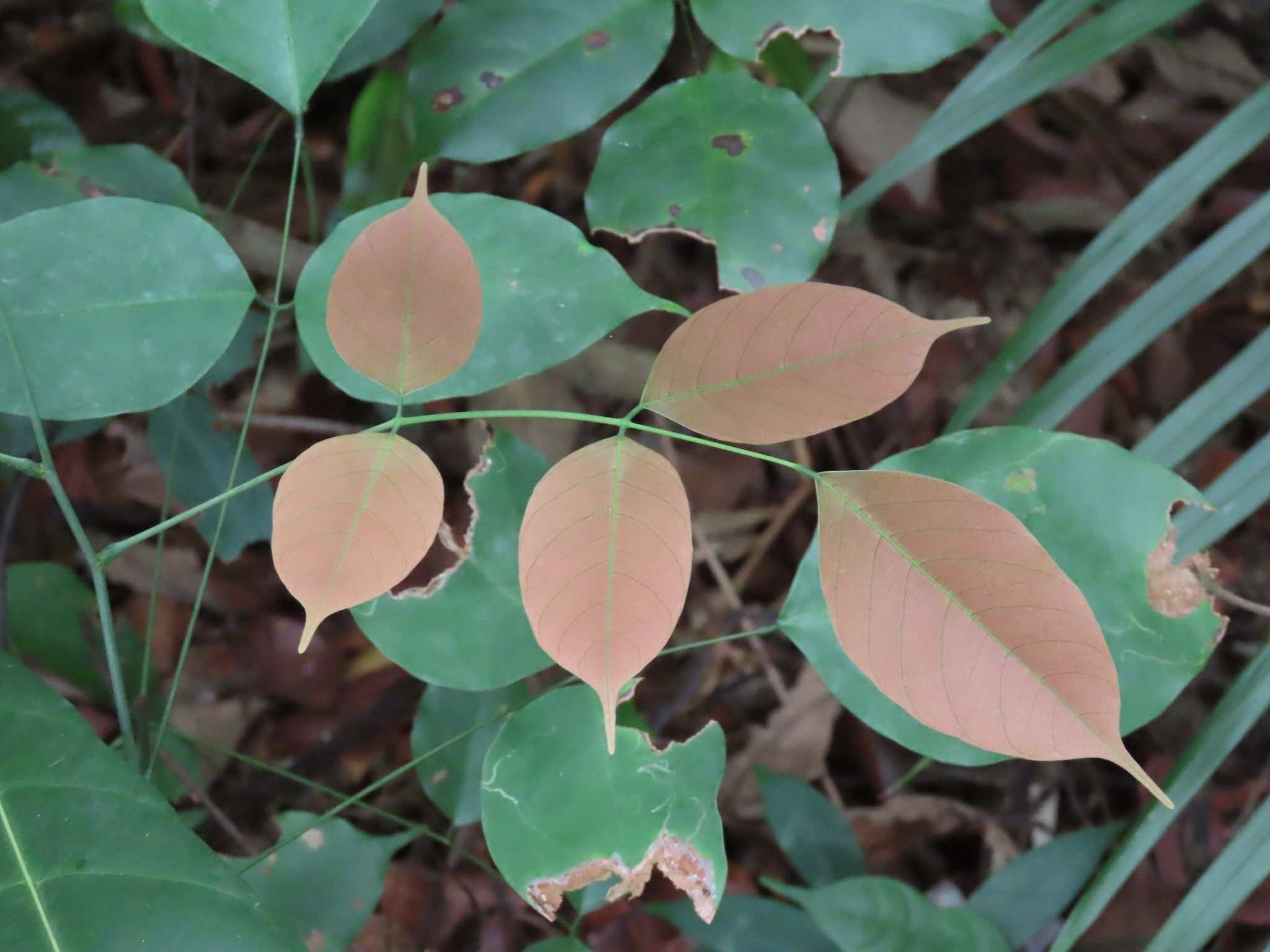 Rourea minor