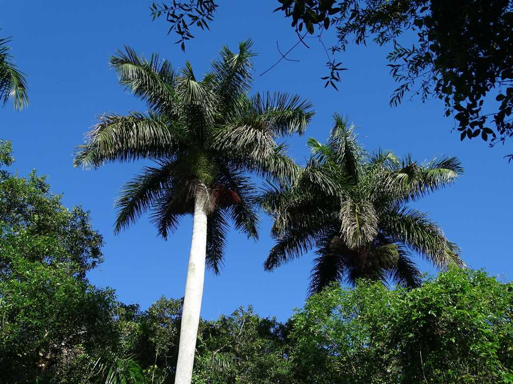 Roystonea regia