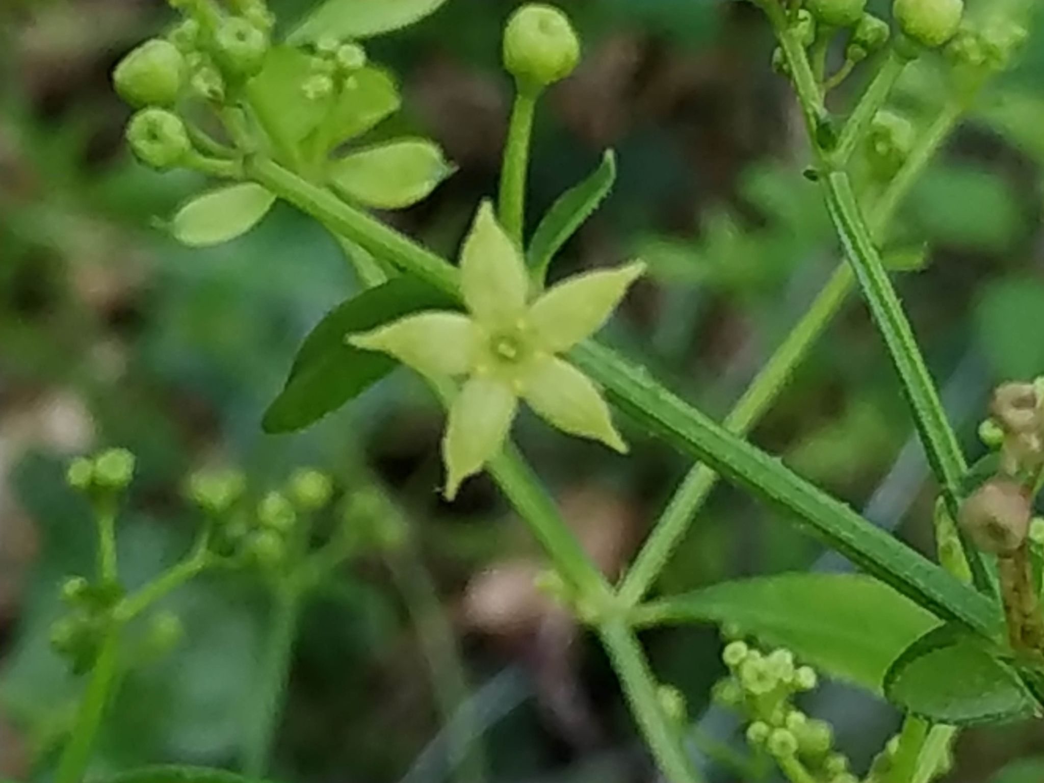 Rubia peregrina