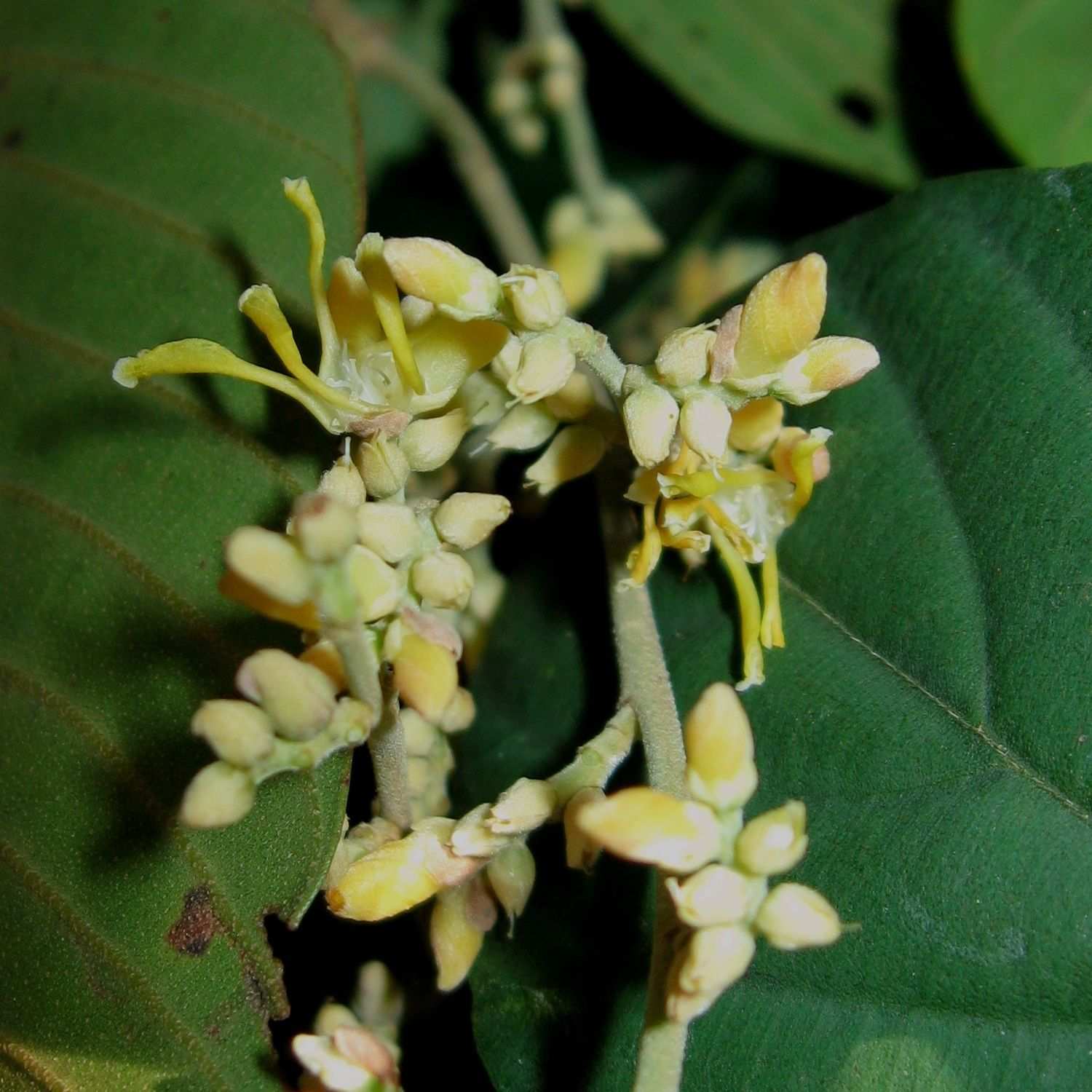 Rubroshorea curtisii