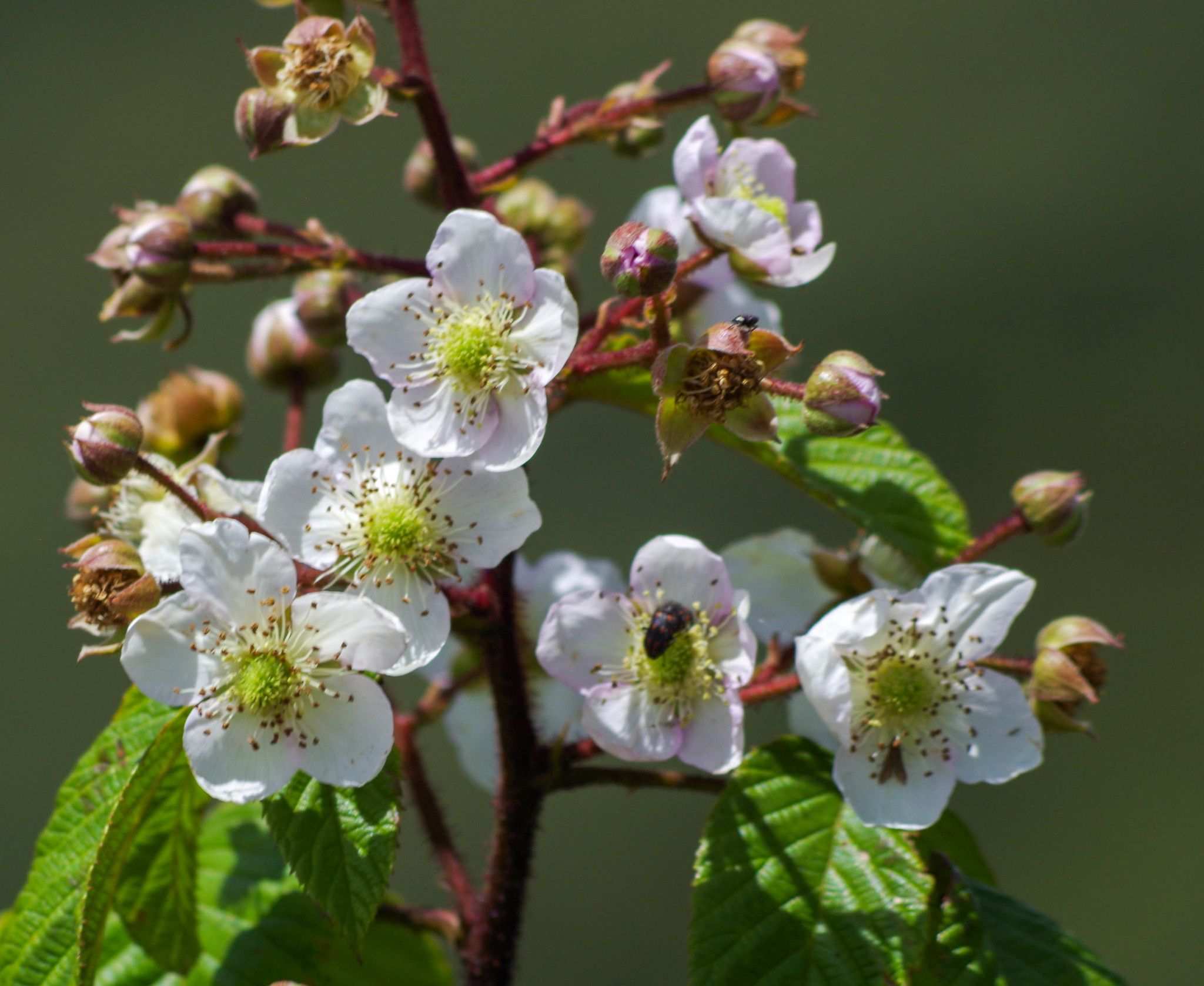 Rubus adenotrichos