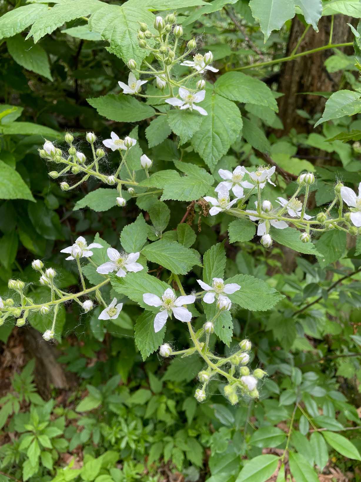 Rubus allegheniensis