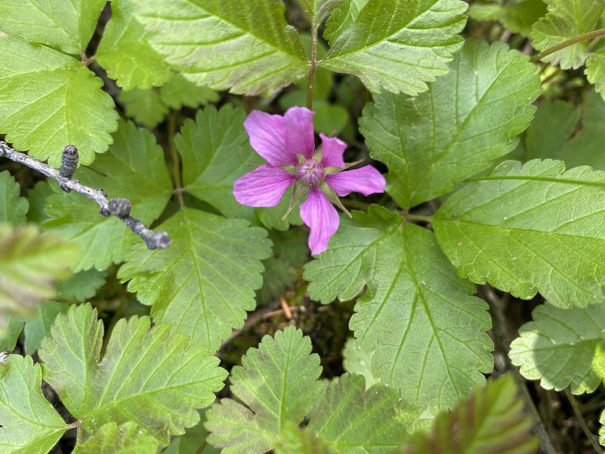 Rubus arcticus