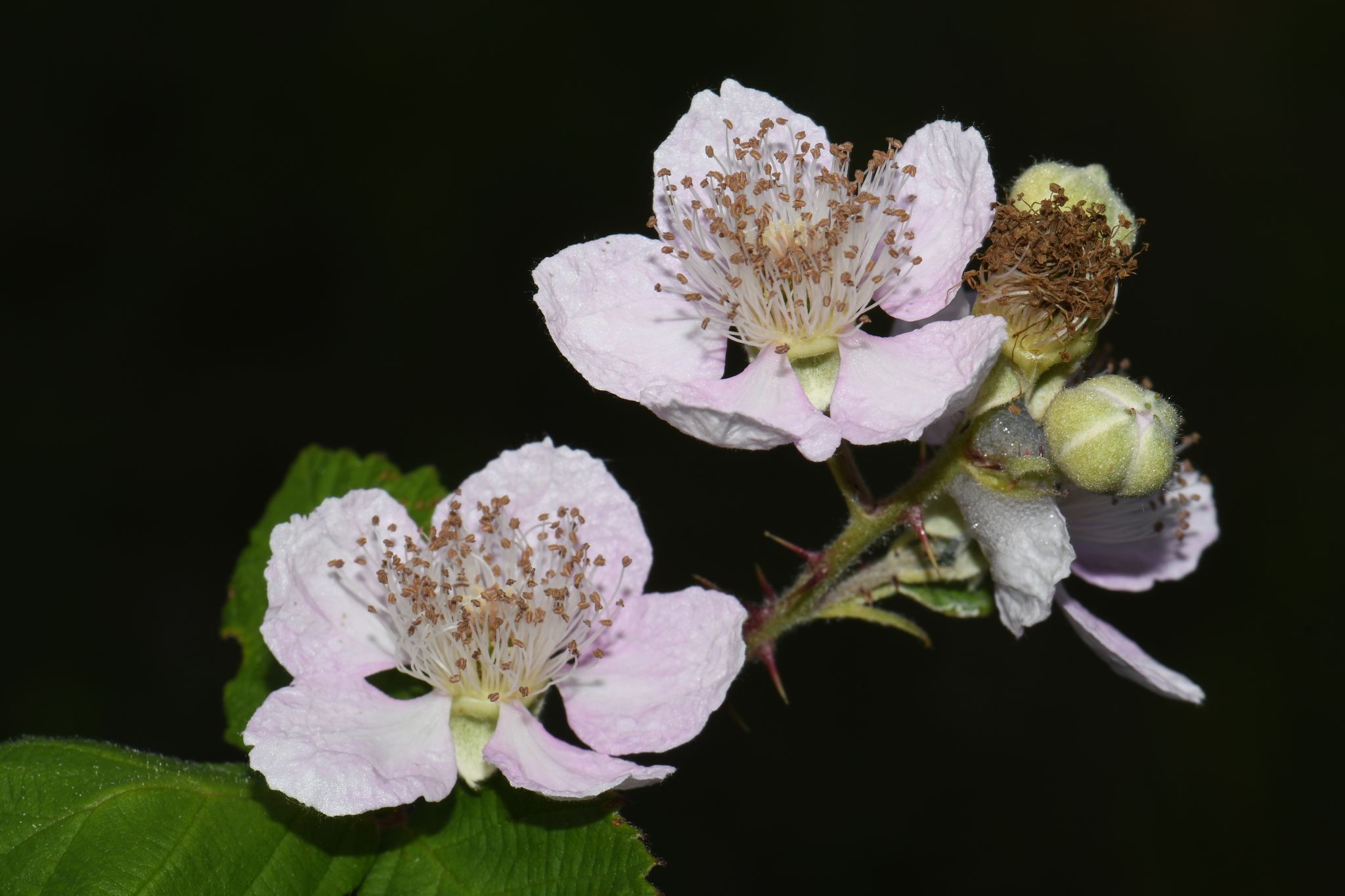 Rubus armeniacus