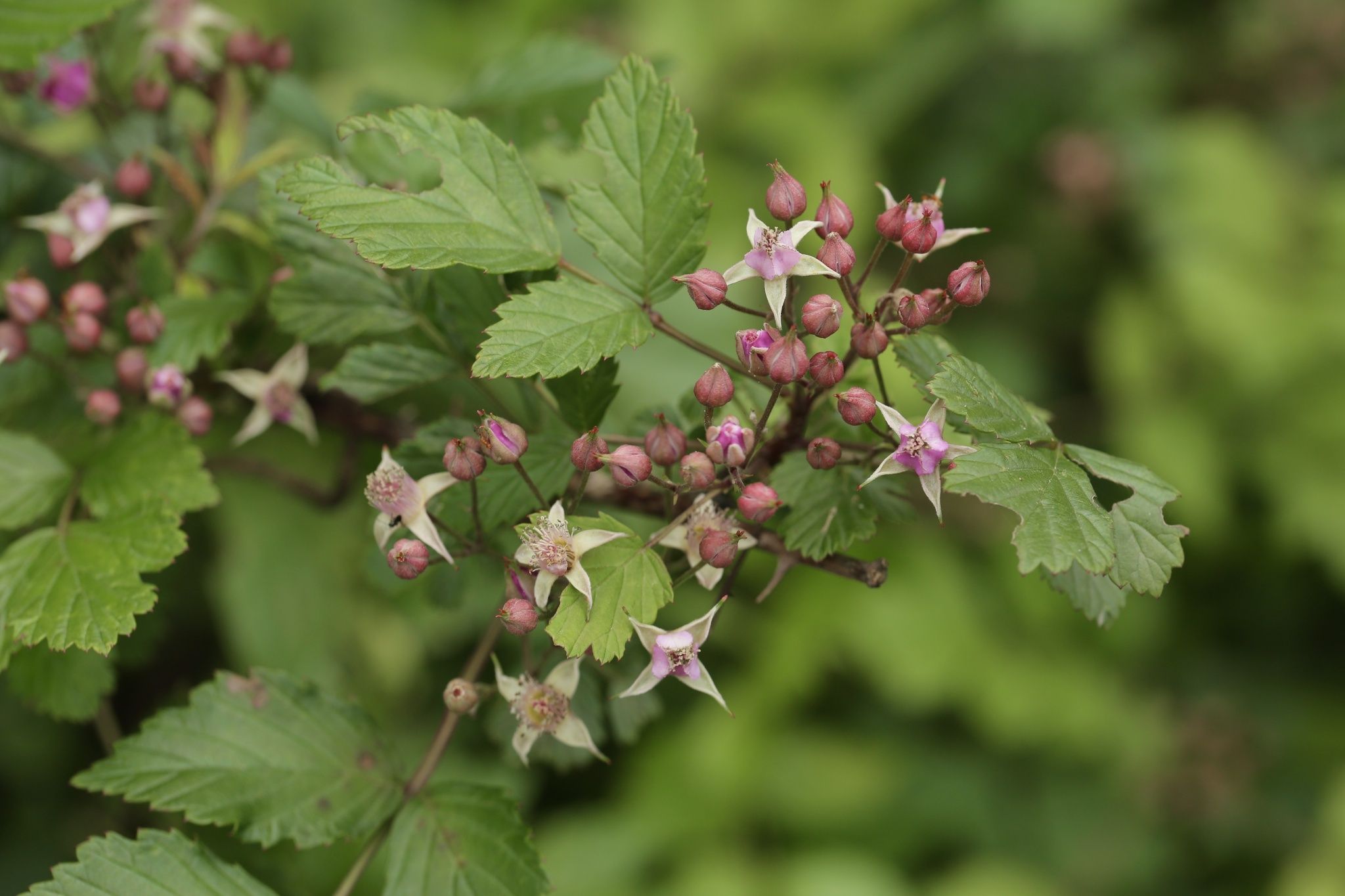 Rubus coreanus