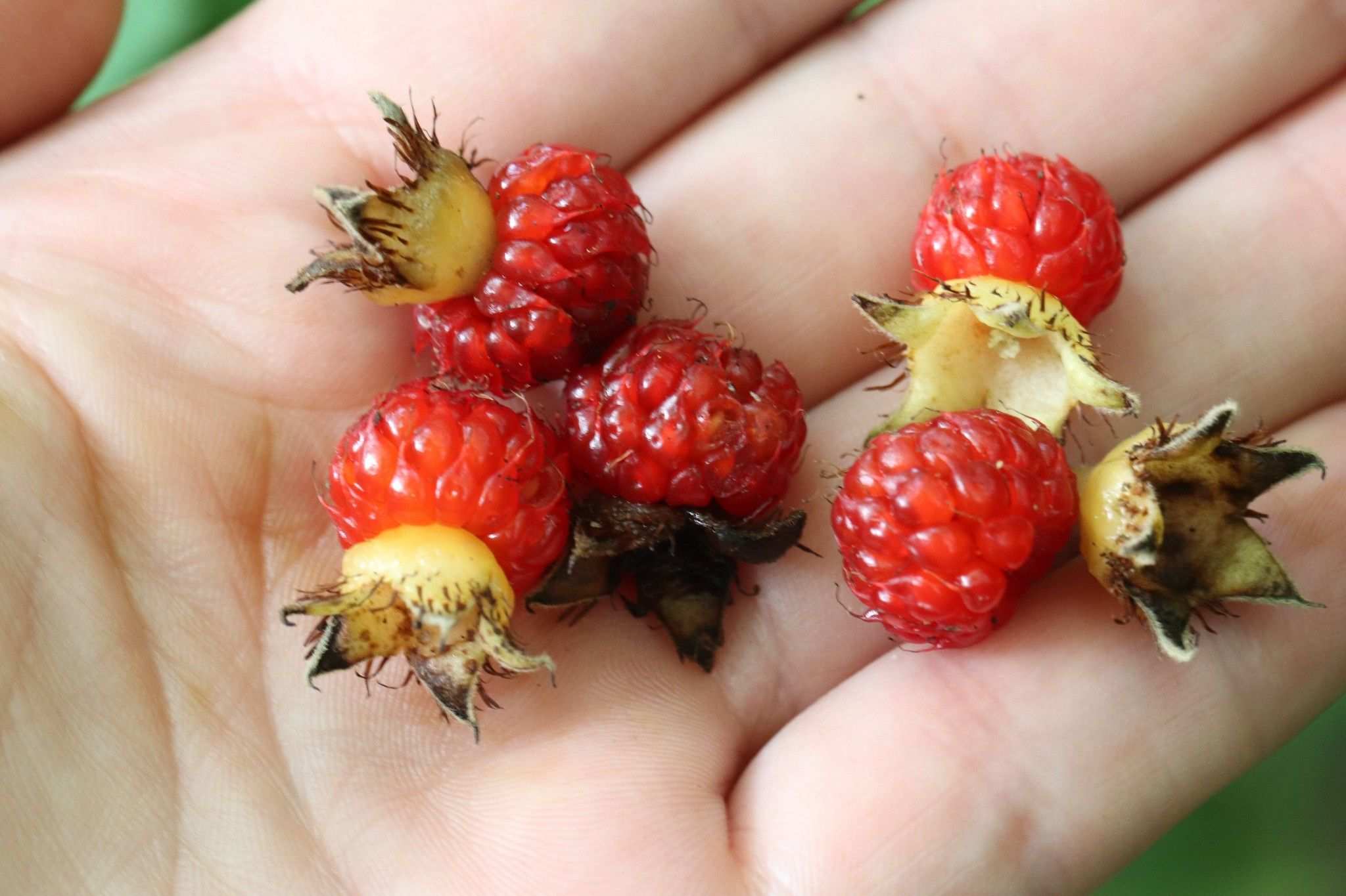 Rubus crataegifolius