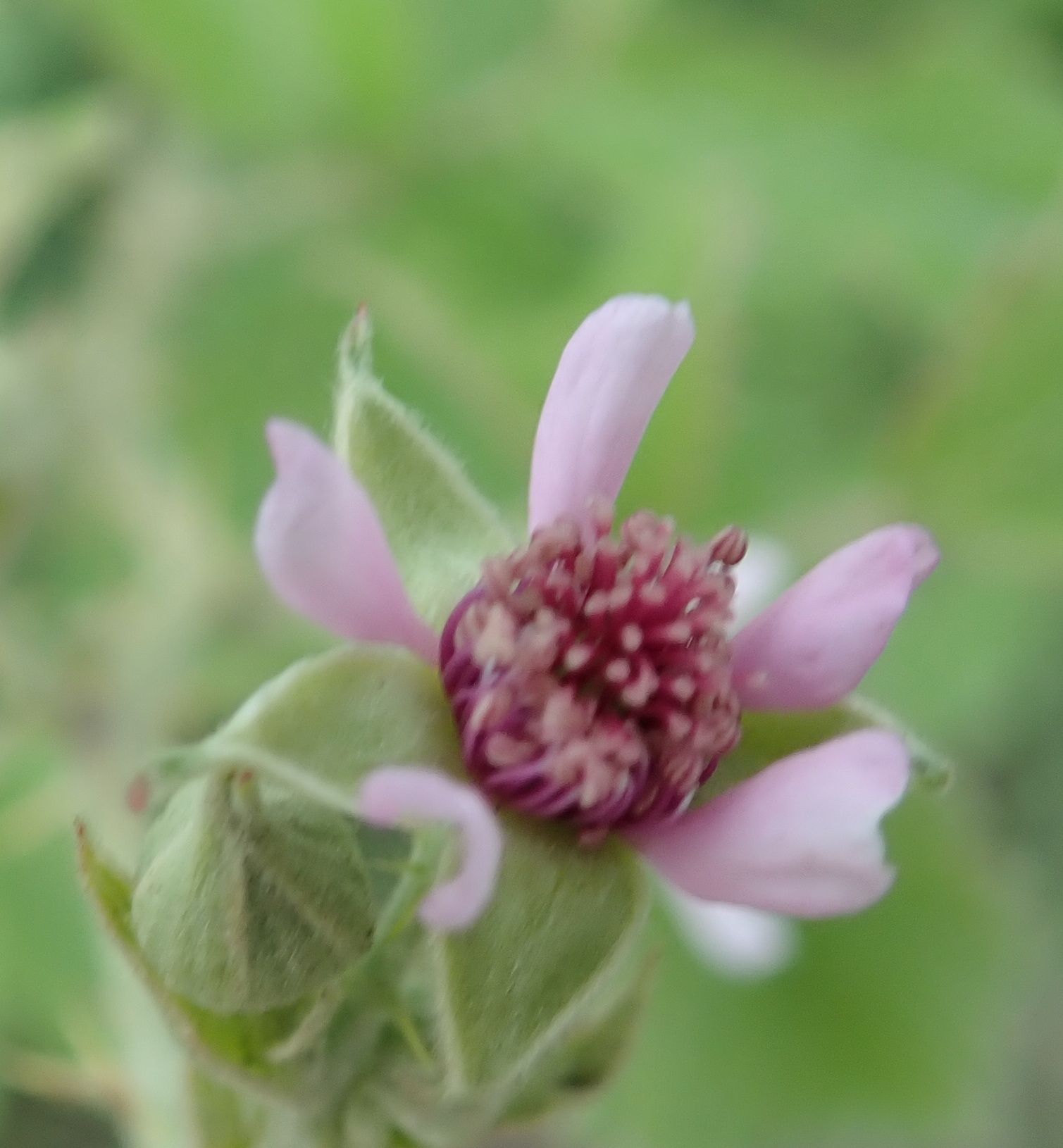 Rubus discolor