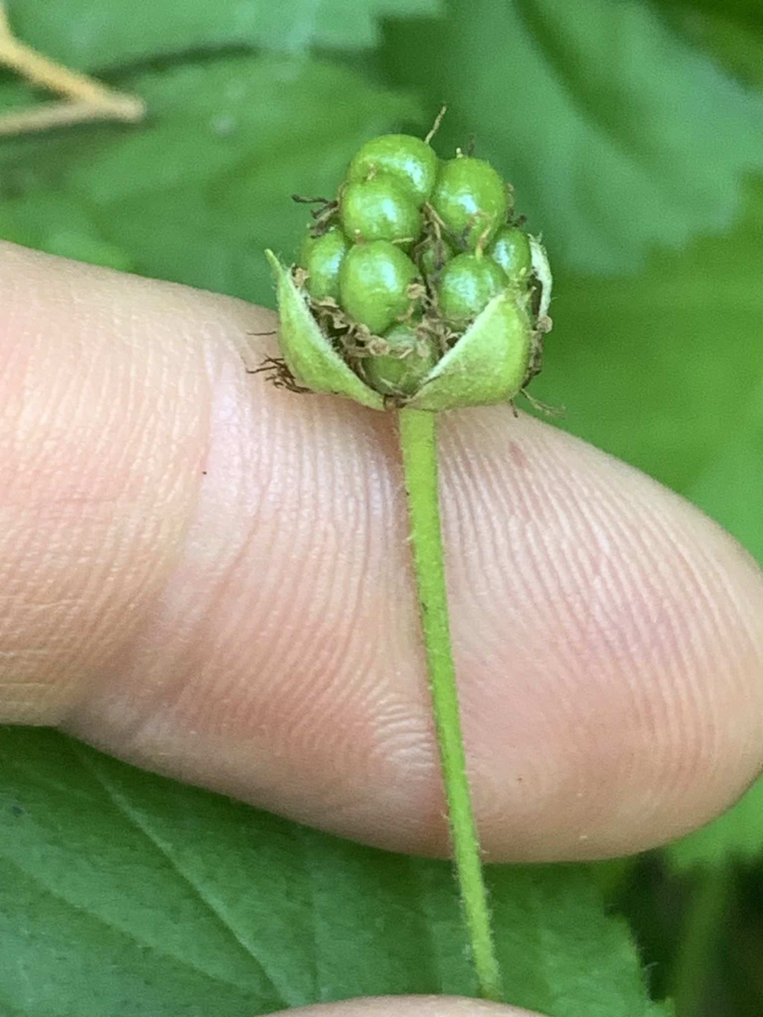Rubus flagellaris
