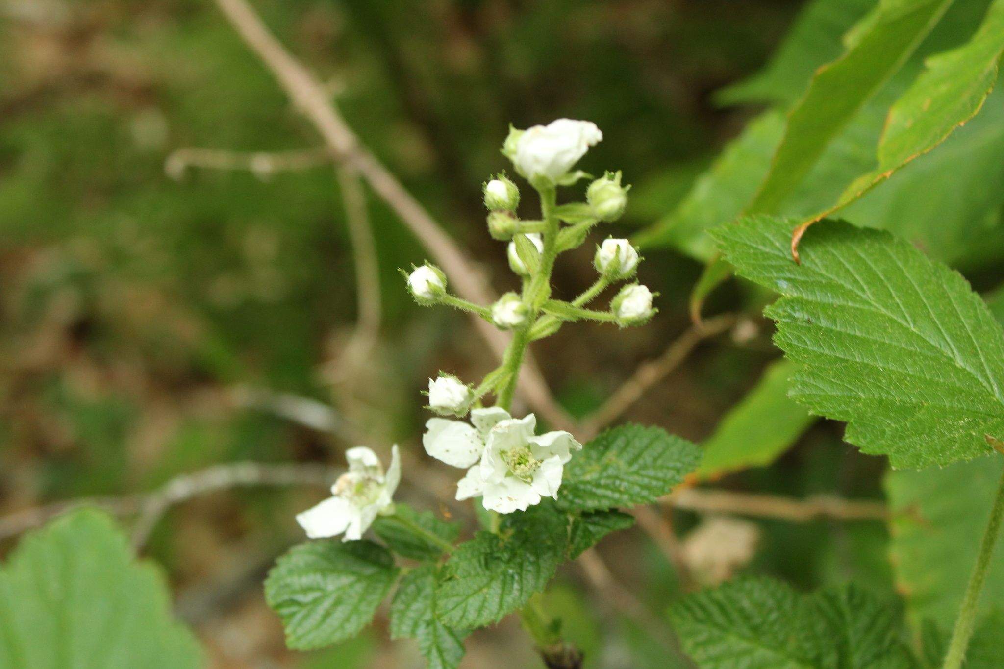 Rubus fruticosus