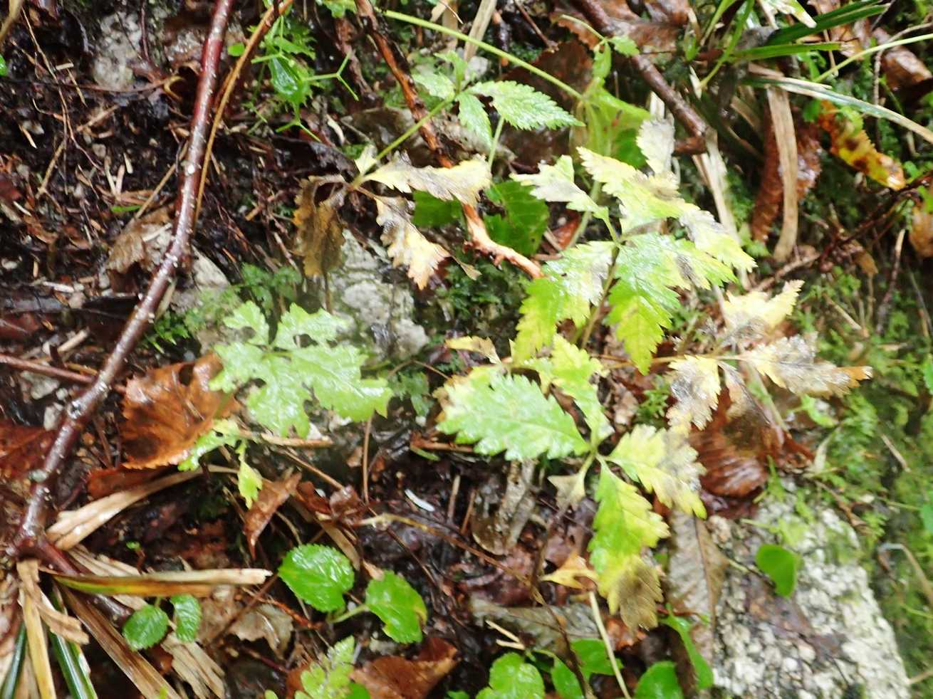 Rubus ikenoensis