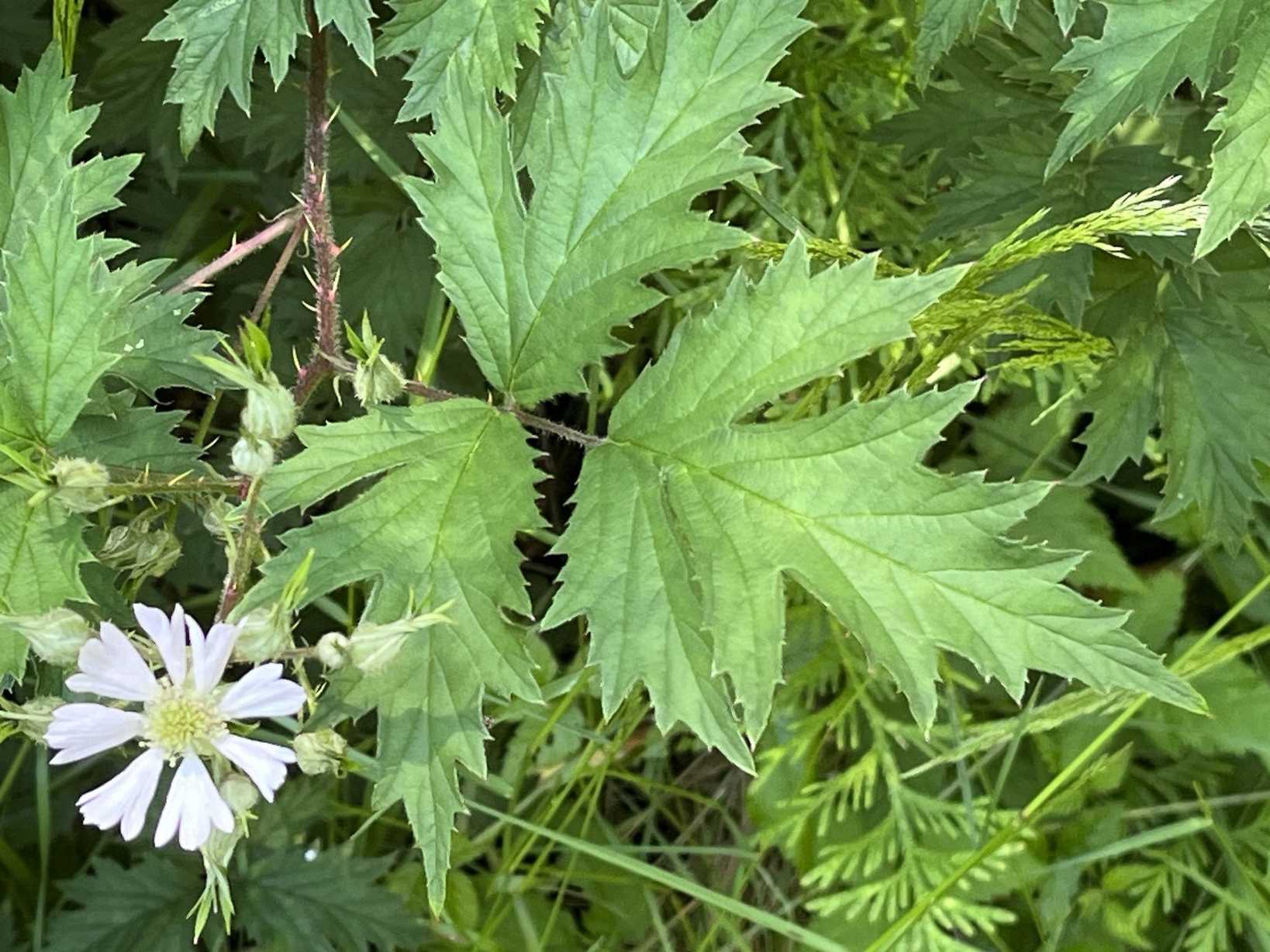 Rubus laciniatus
