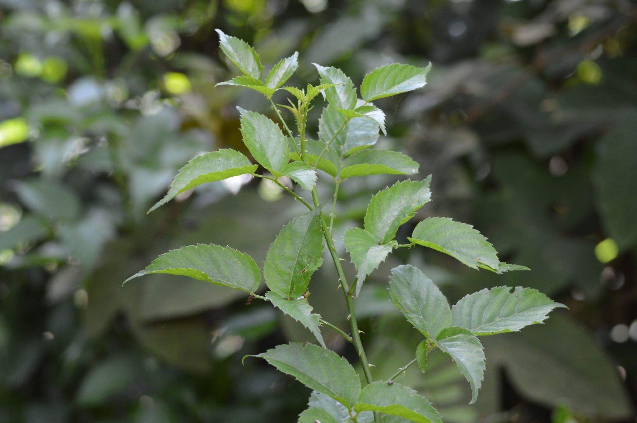 Rubus leucanthus