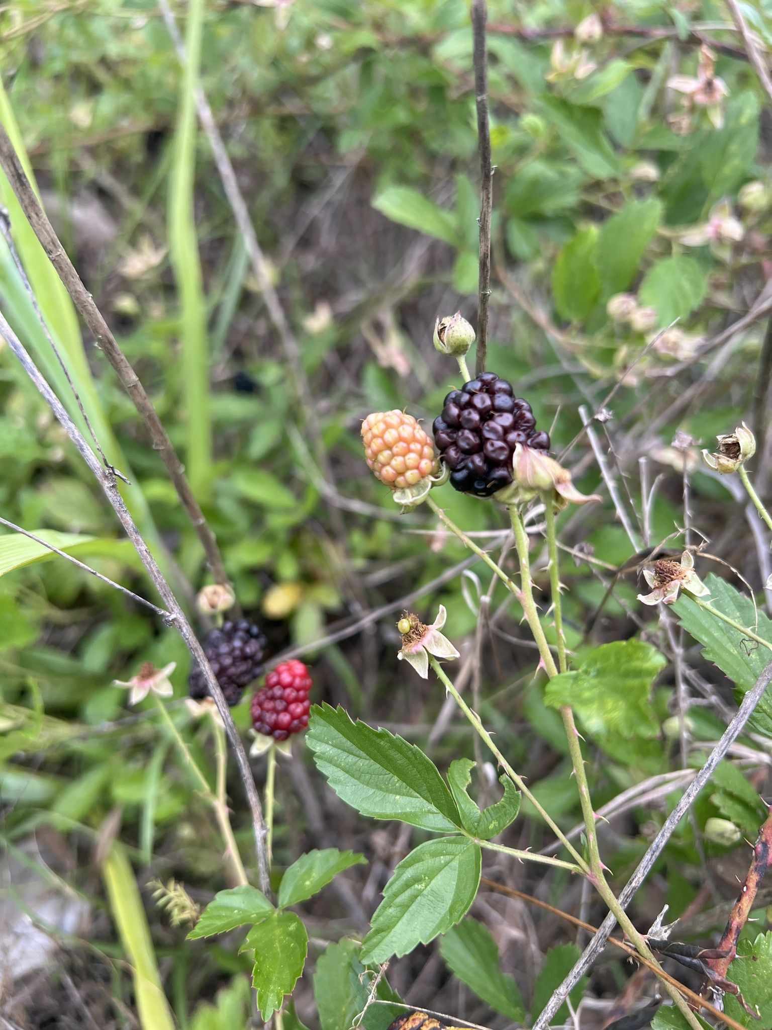 Rubus lucidus