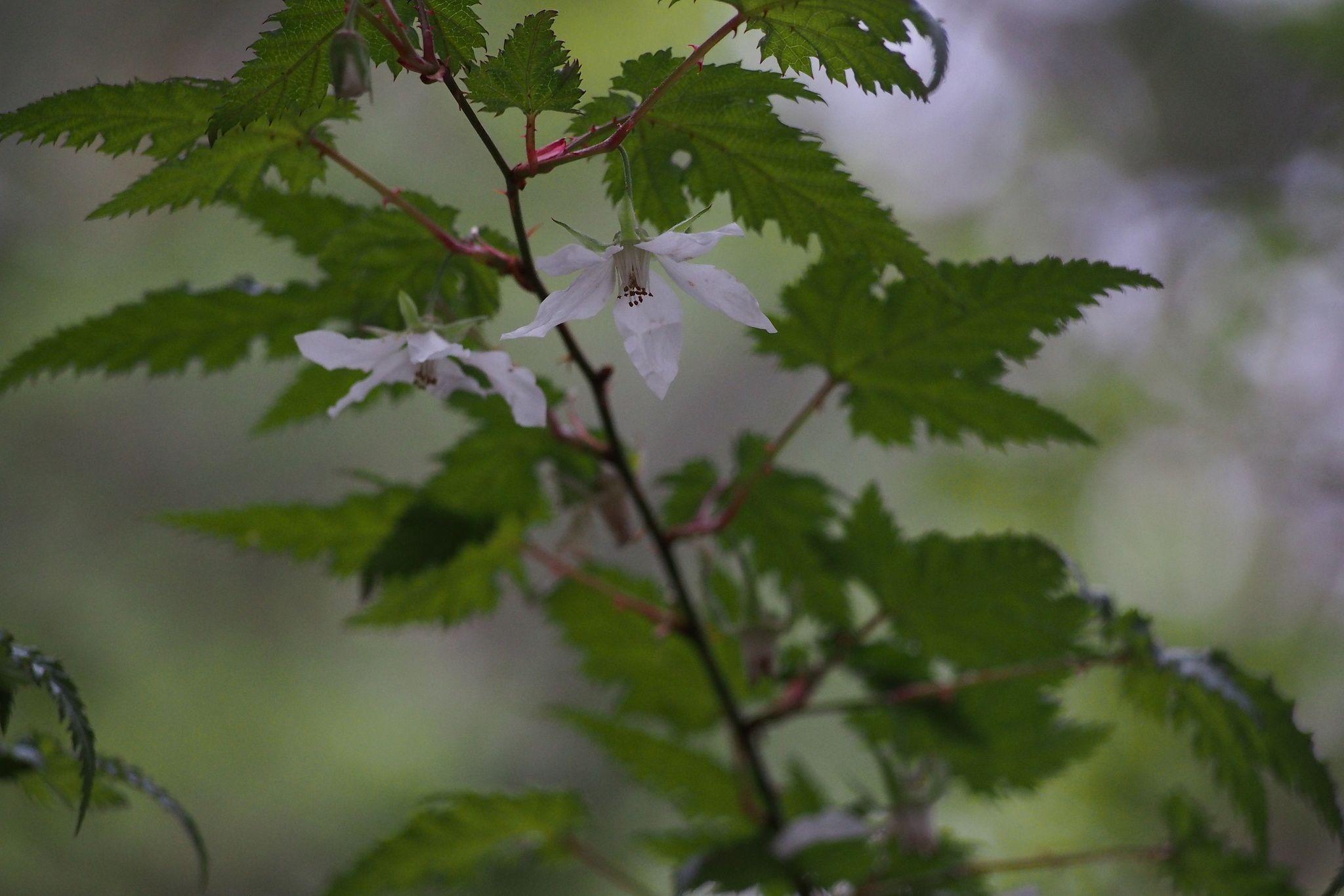 Rubus palmatus