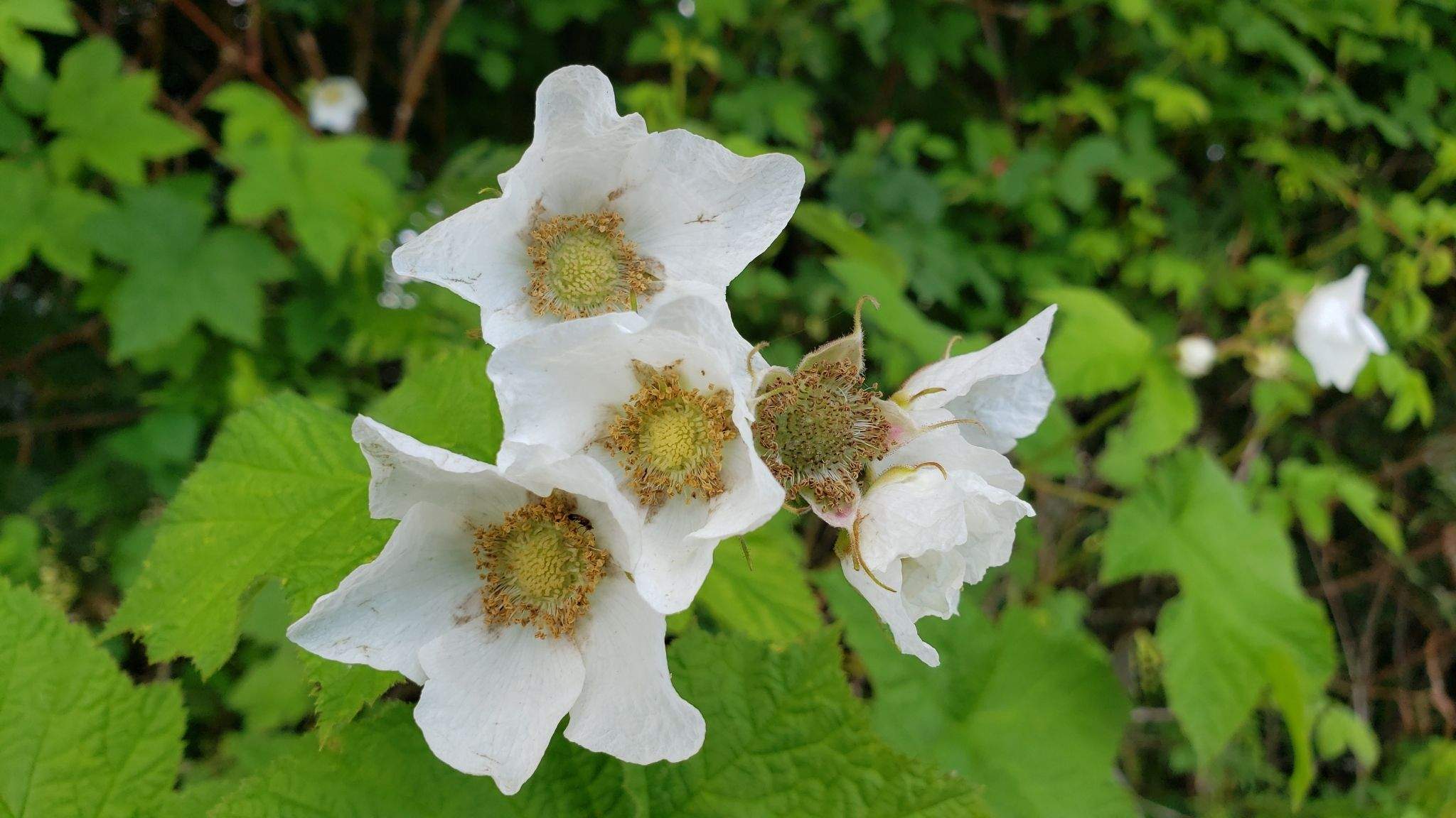Rubus parviflorus