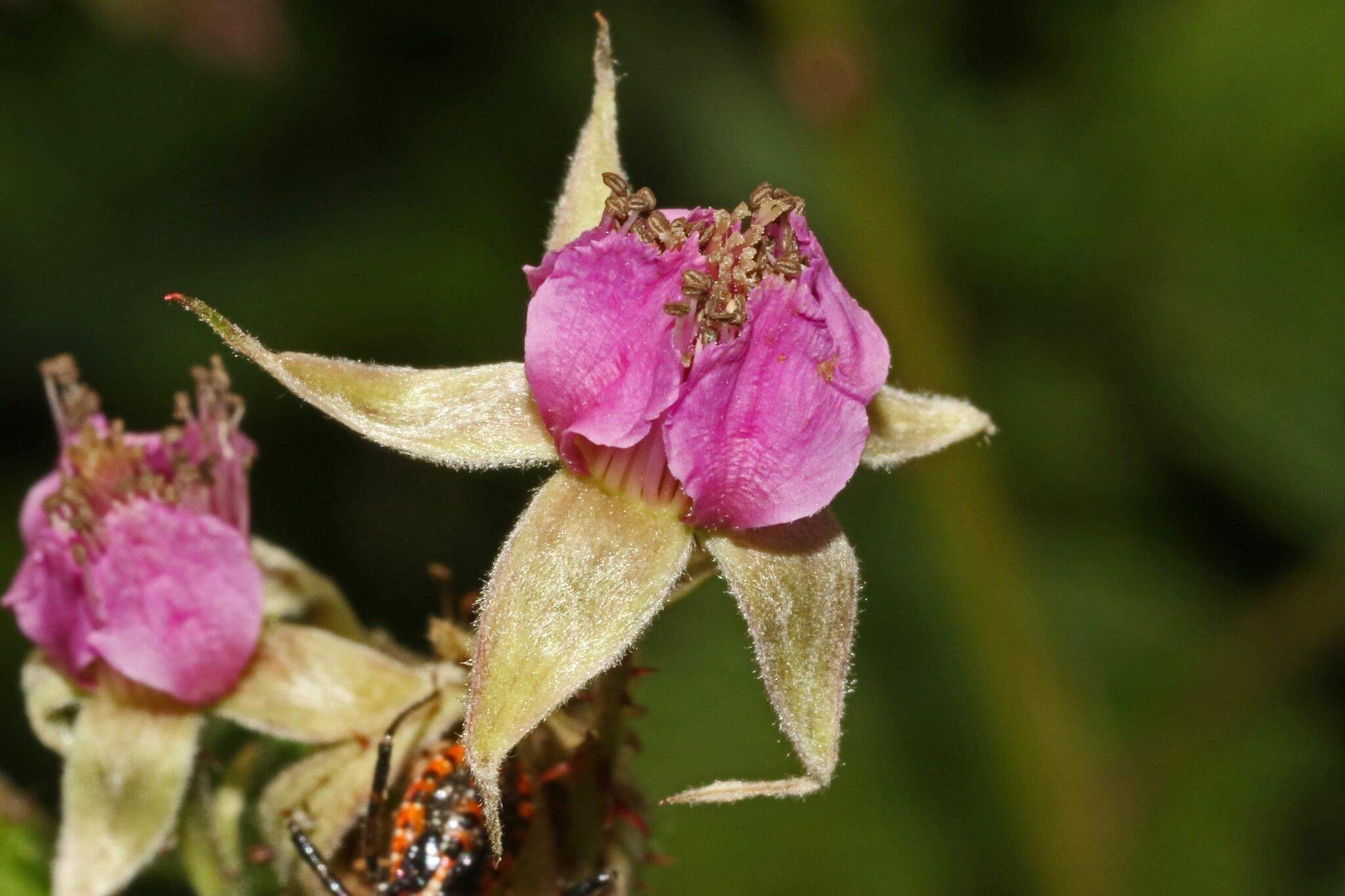 Rubus parvifolius