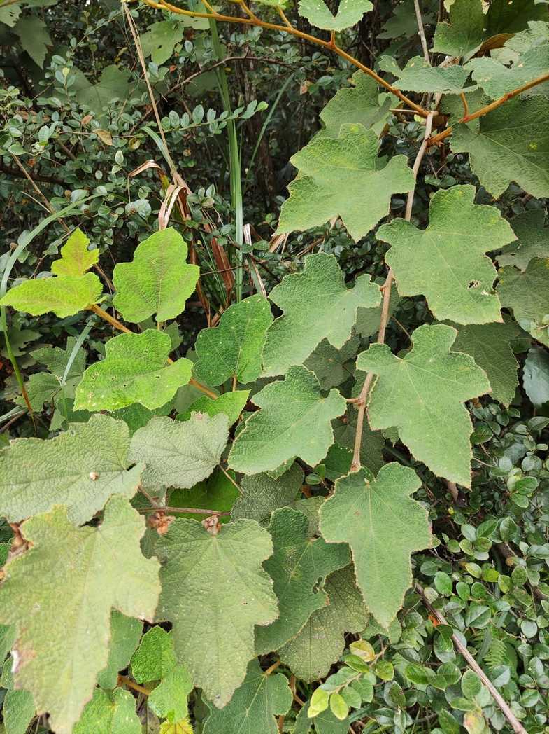 Rubus reflexus