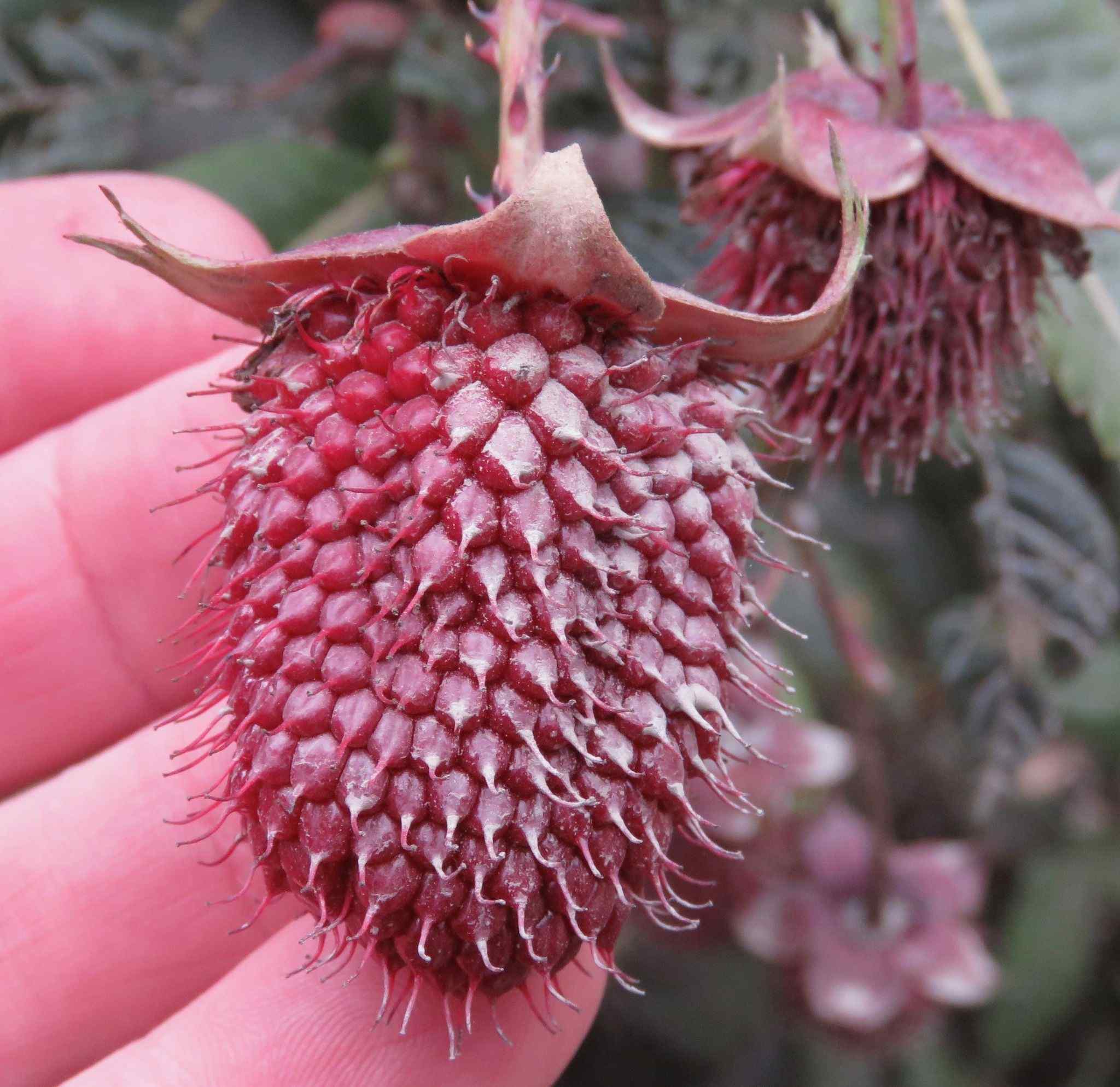 Rubus roseus