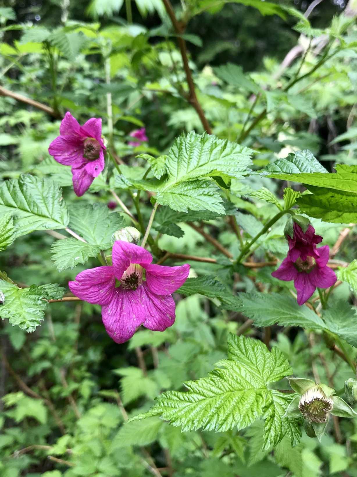 Rubus sp.