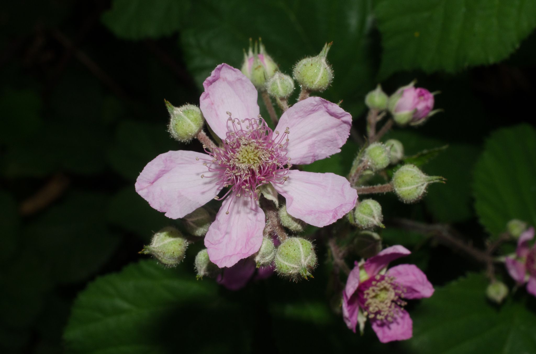 Rubus vestitus
