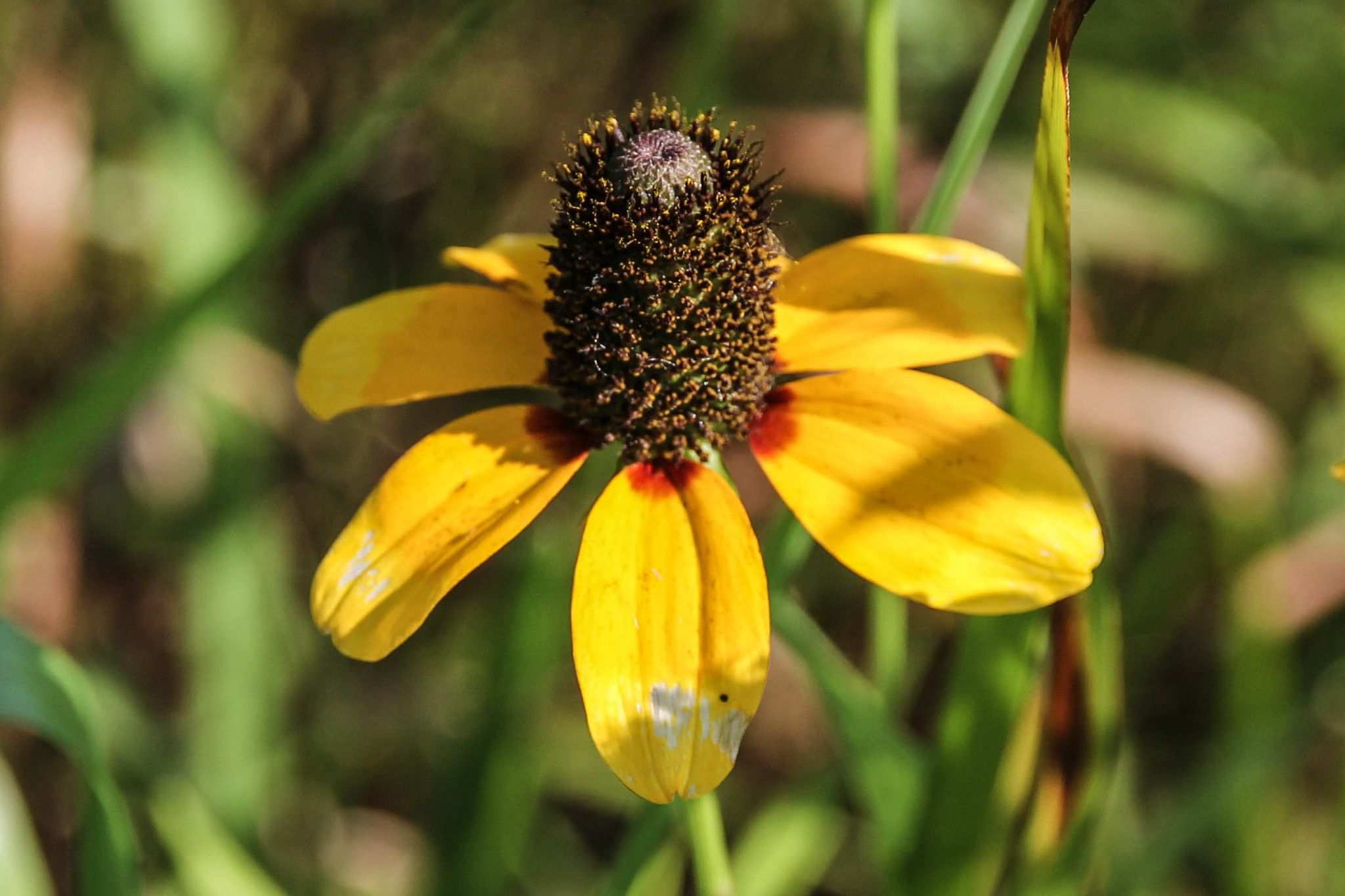 Rudbeckia amplexicaulis