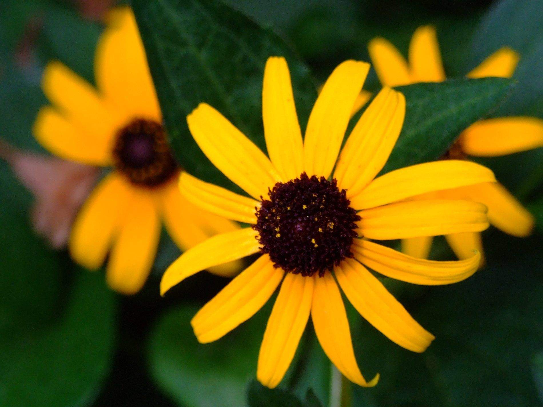 Rudbeckia fulgida
