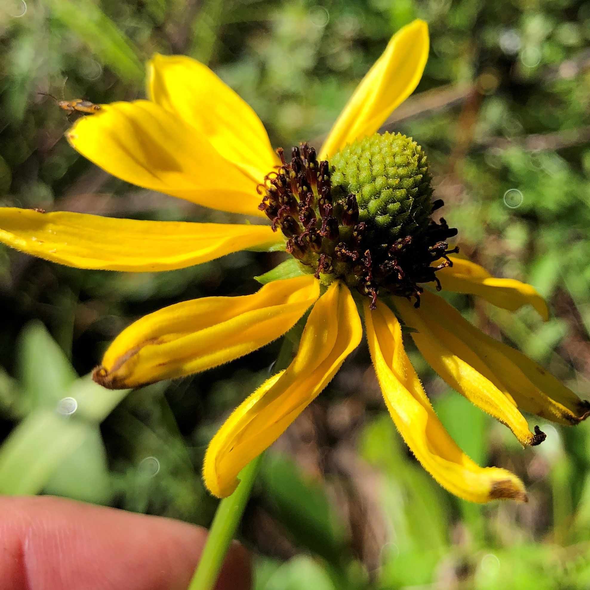 Rudbeckia nitida