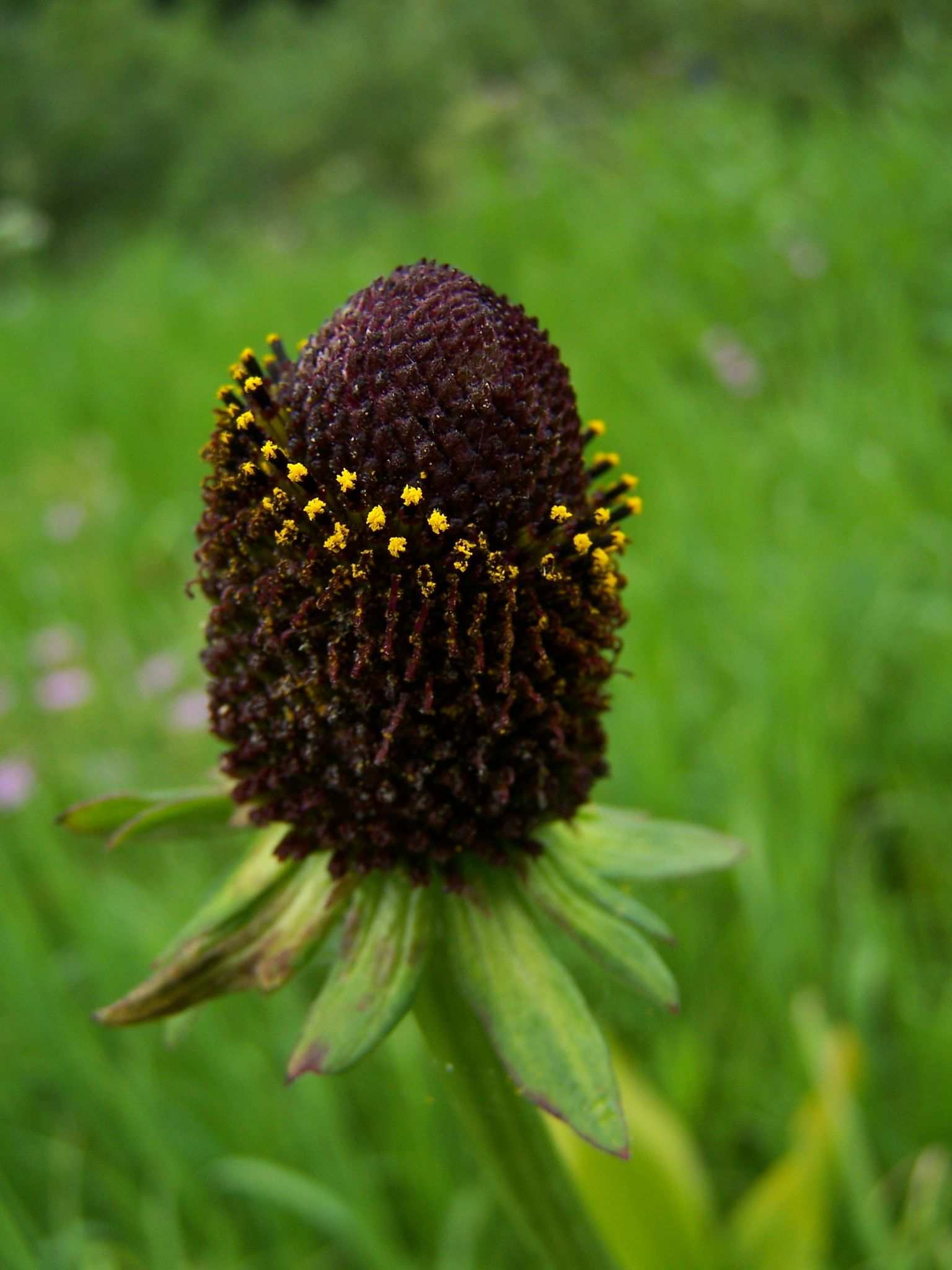 Rudbeckia occidentalis