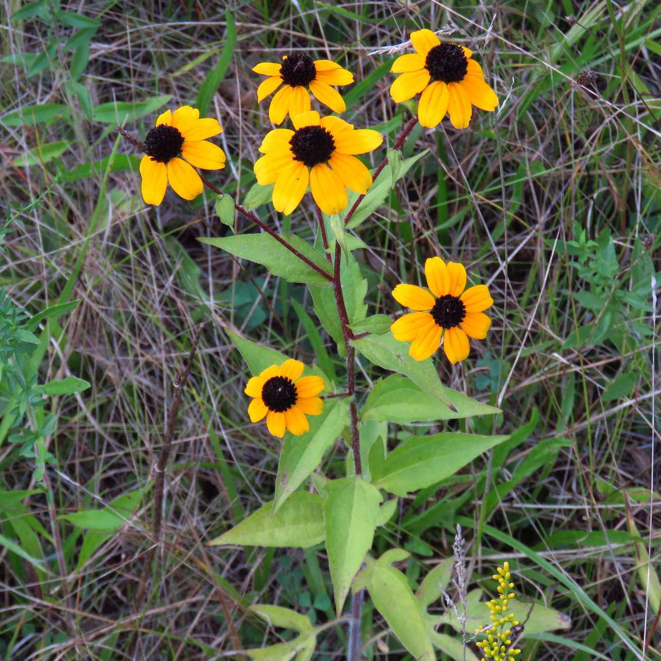 Rudbeckia triloba