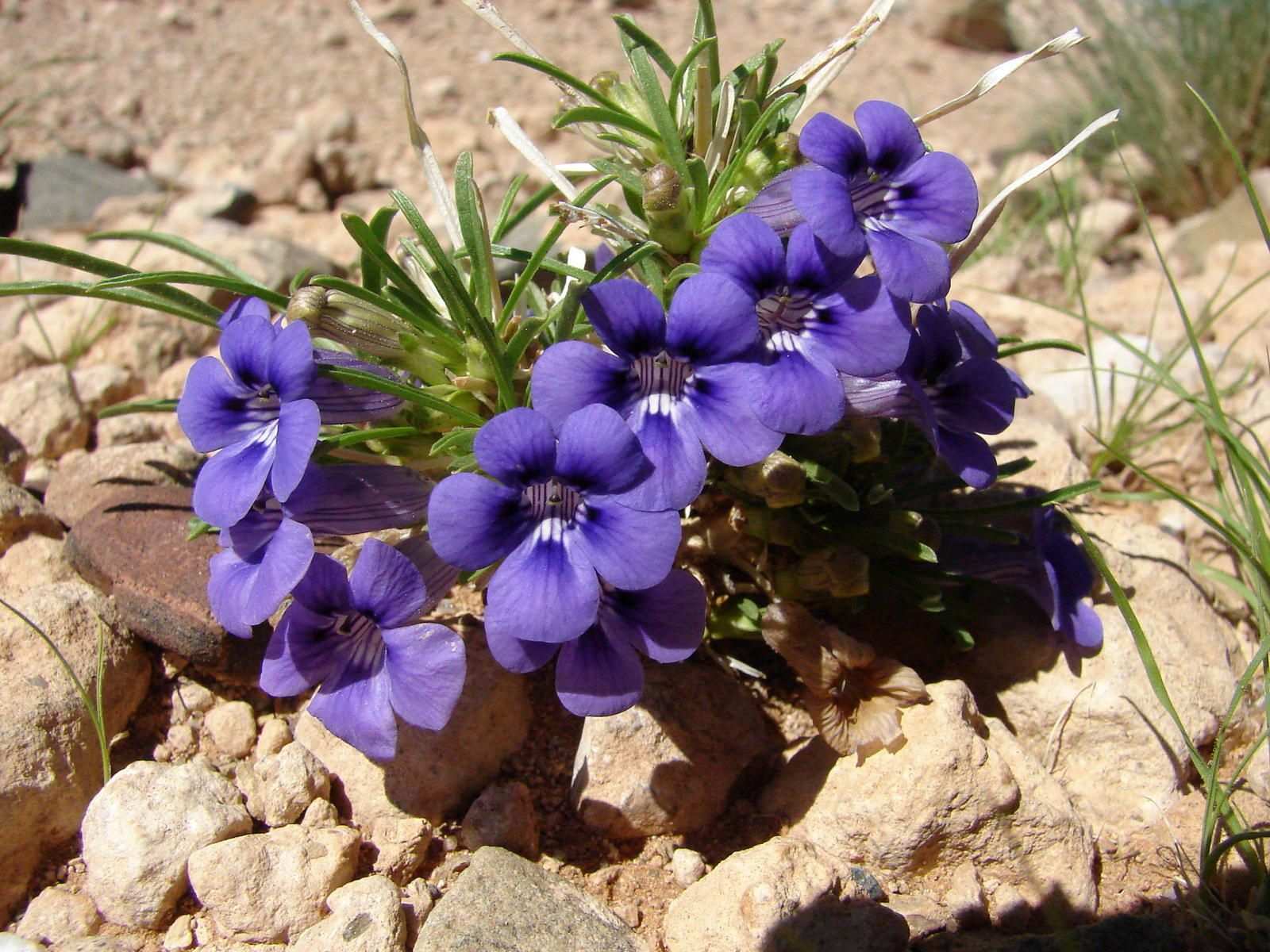 Ruellia sp.
