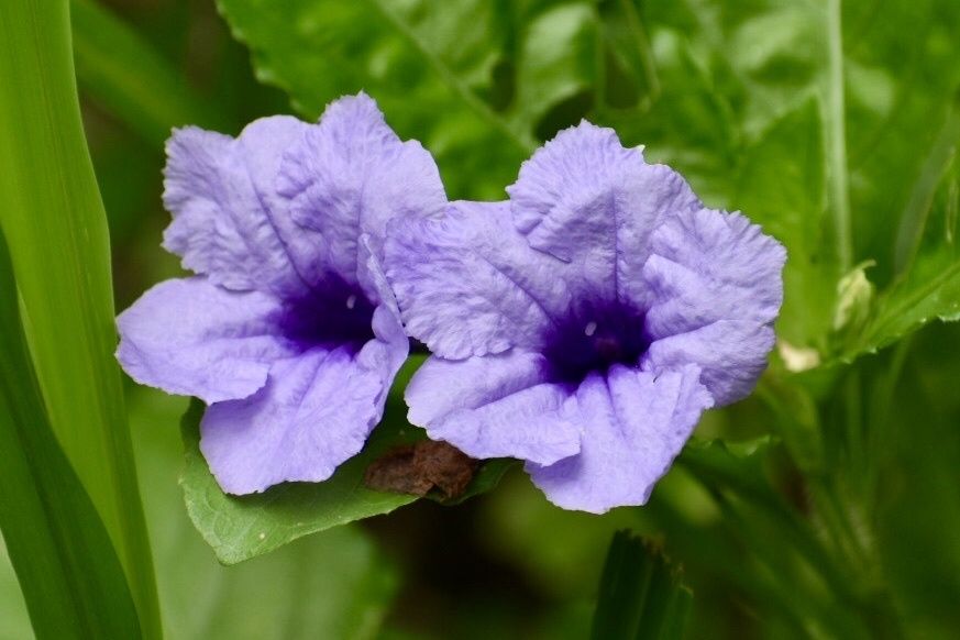 Ruellia tuberosa