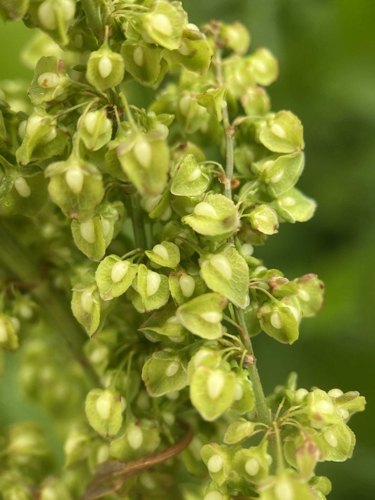 Rumex