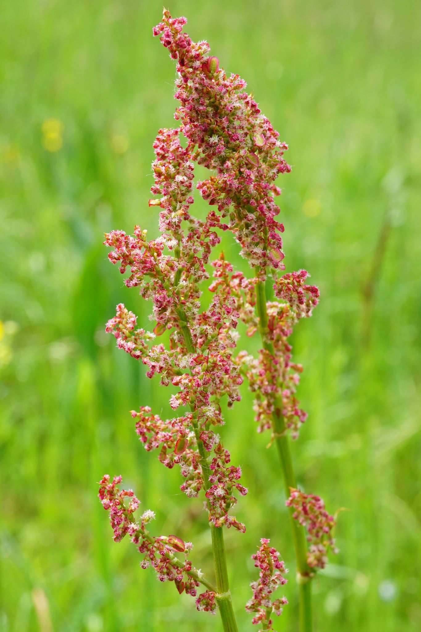 Rumex acetosa