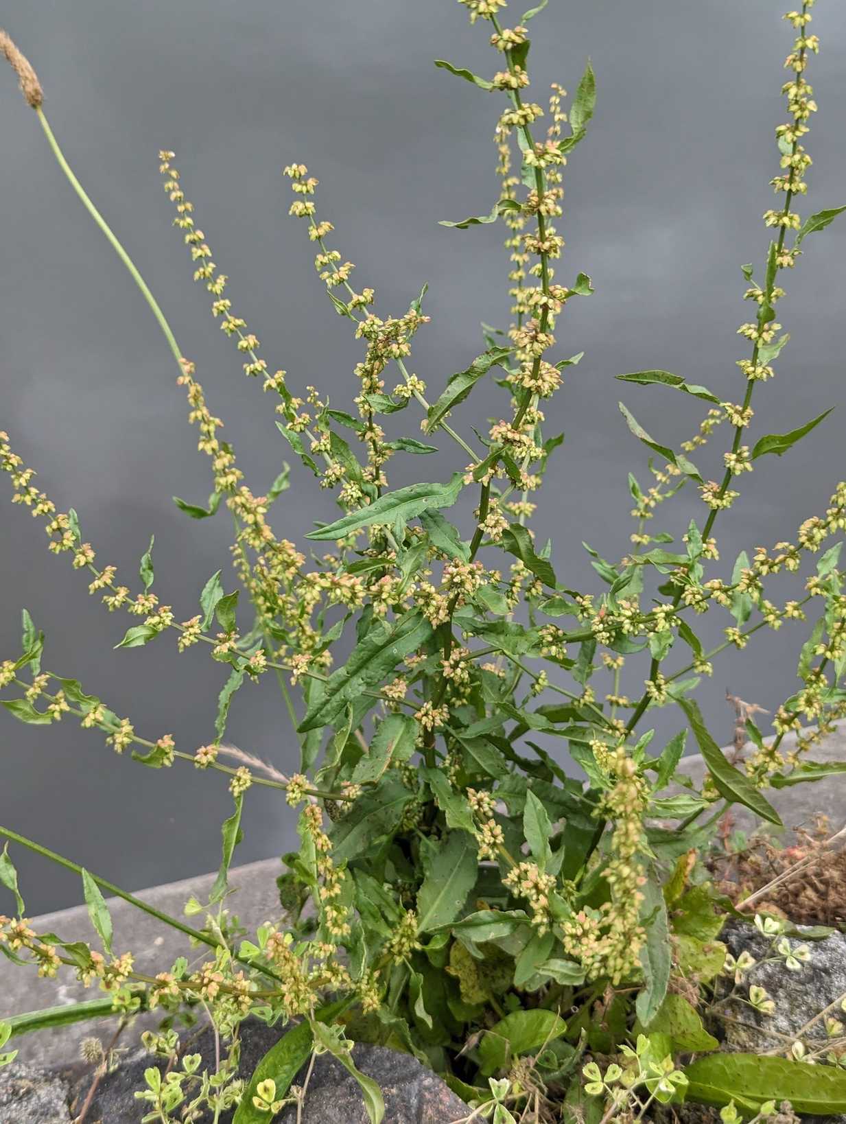 Rumex conglomeratus
