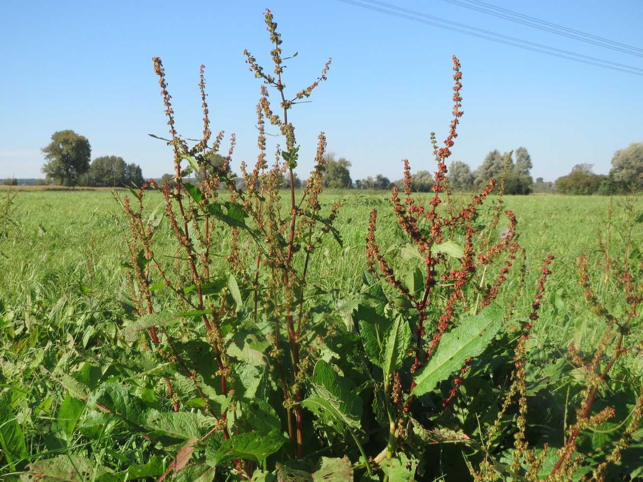 Rumex obtusifolius