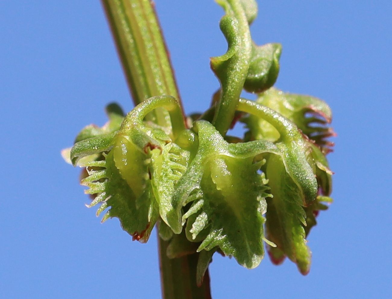 Rumex pulcher