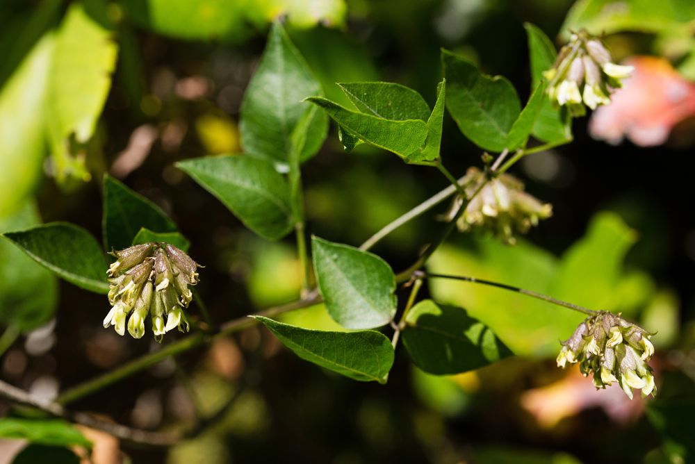 Rupertia physodes