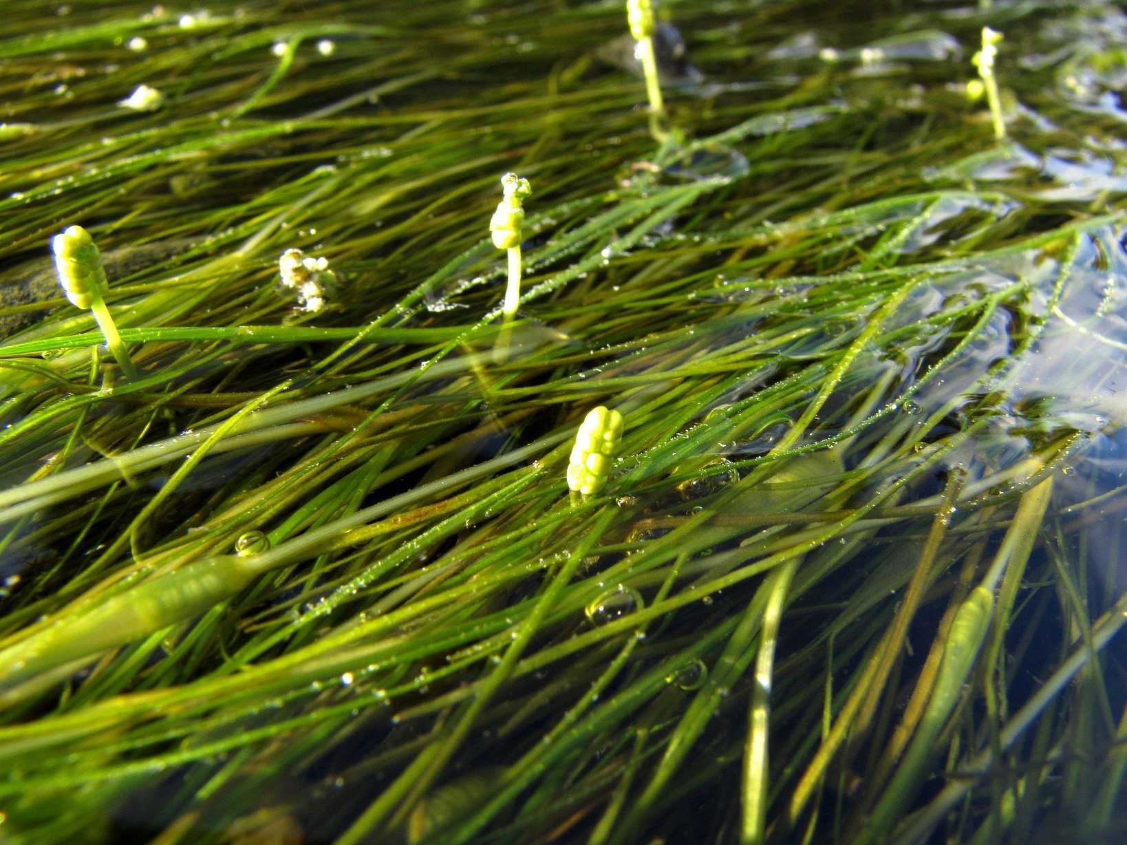 Ruppia maritima