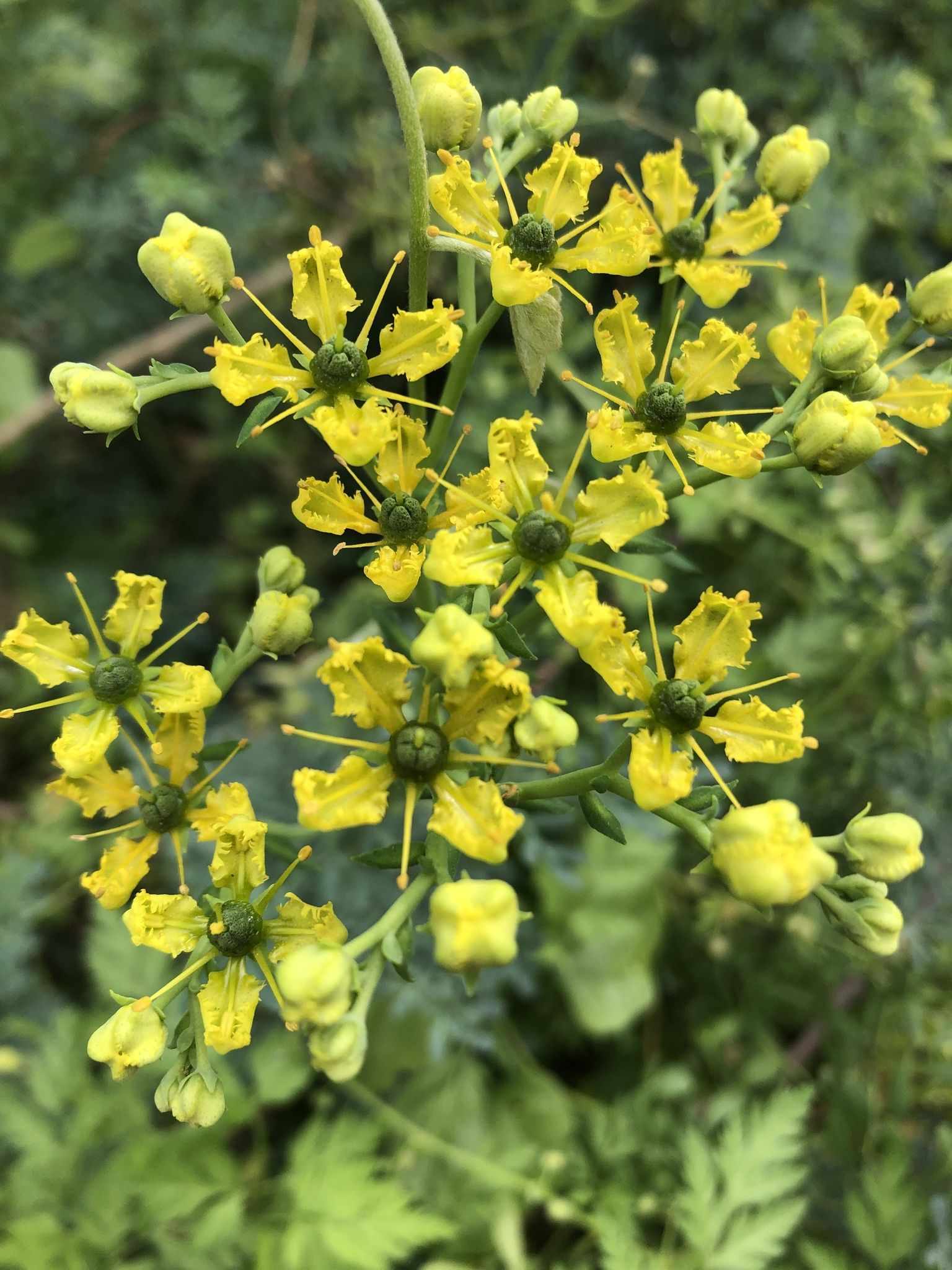 Ruta graveolens