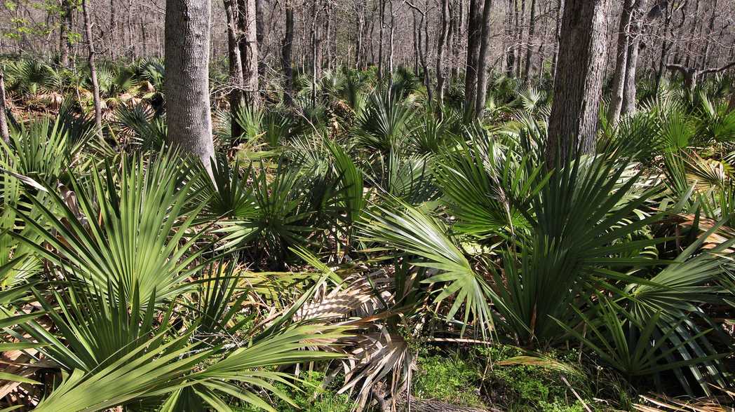 Sabal minor