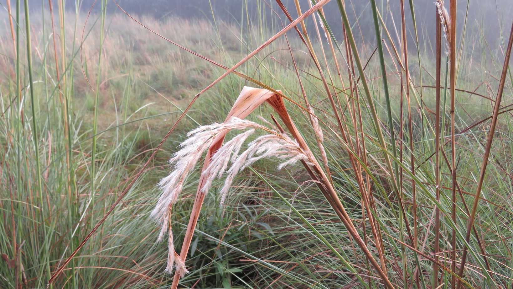 Saccharum angustifolium