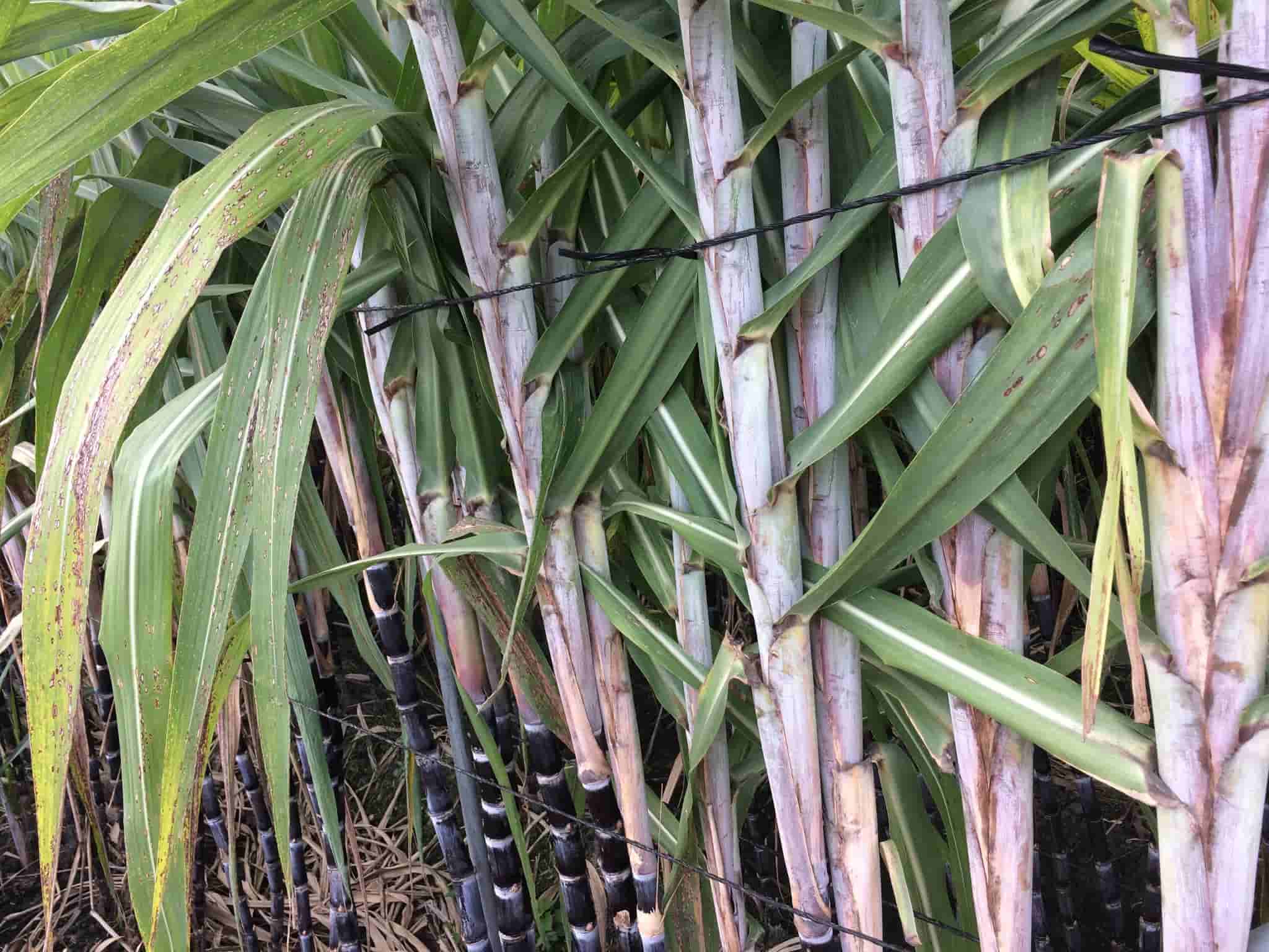 Saccharum officinarum
