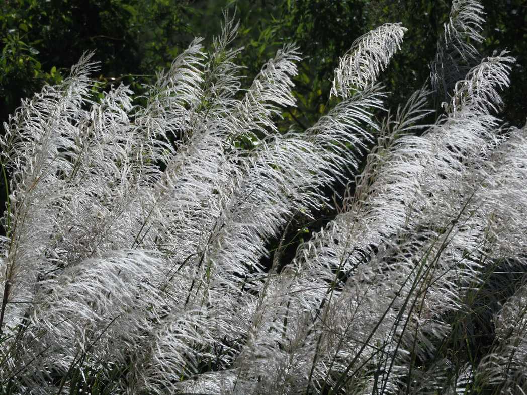 Saccharum spontaneum