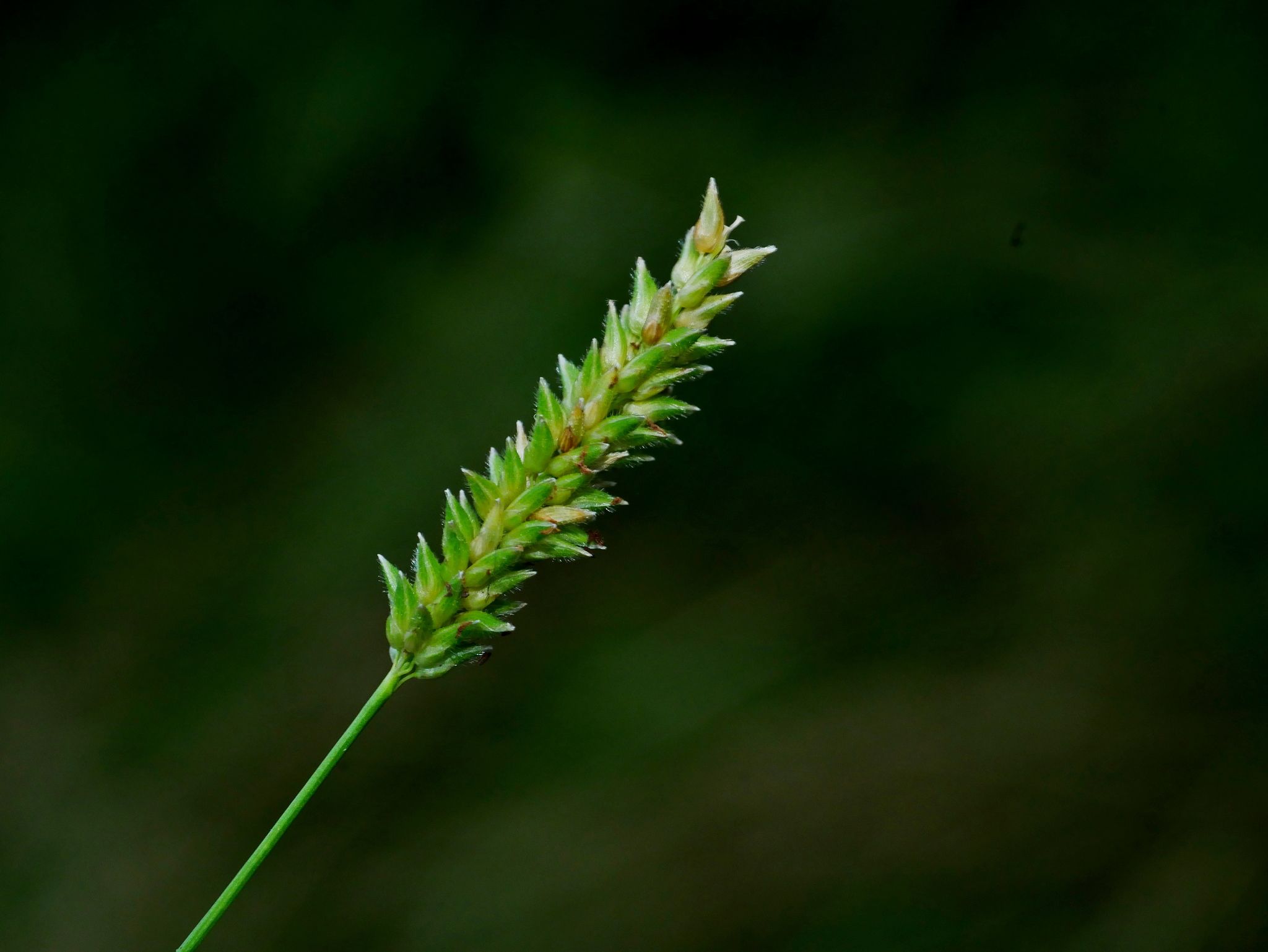 Sacciolepis indica