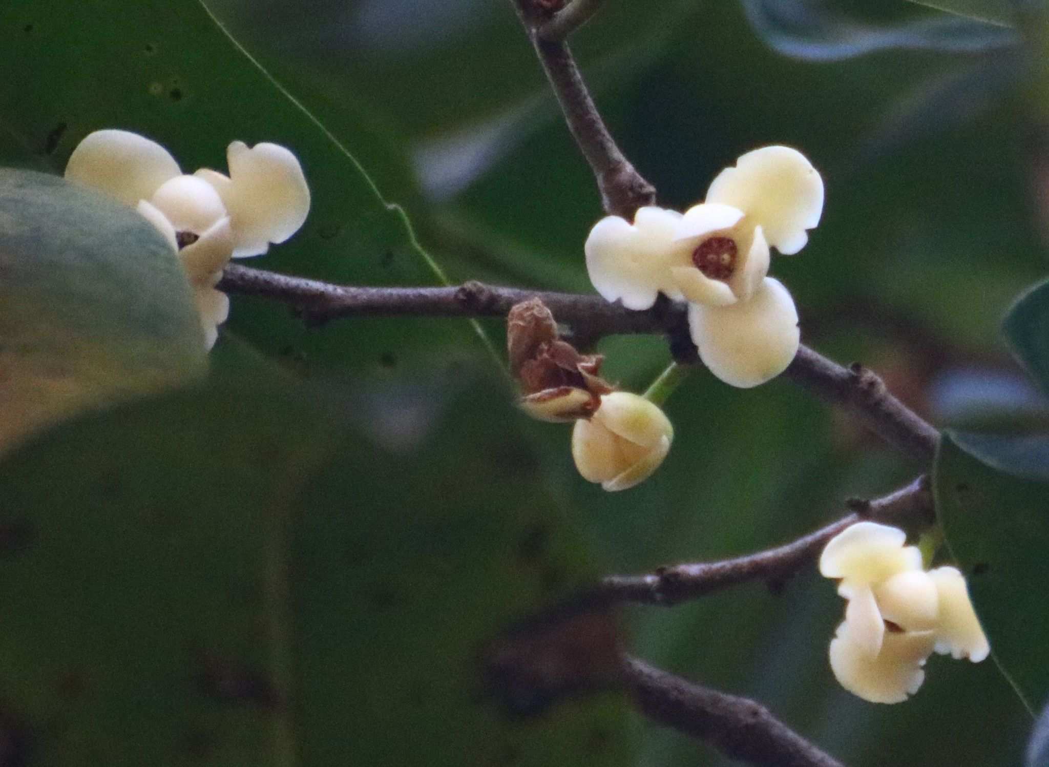 Sageraea laurina