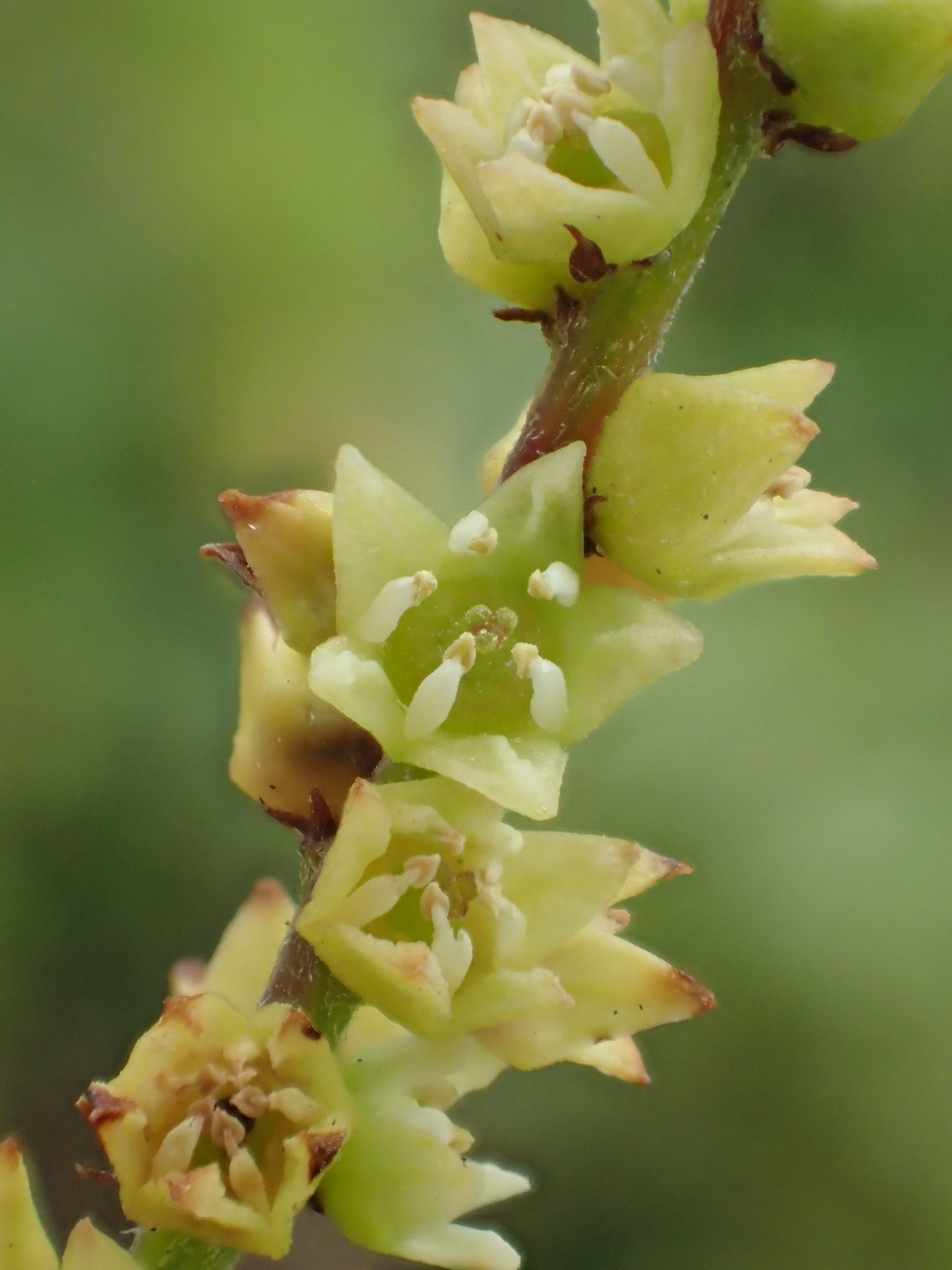 Sageretia