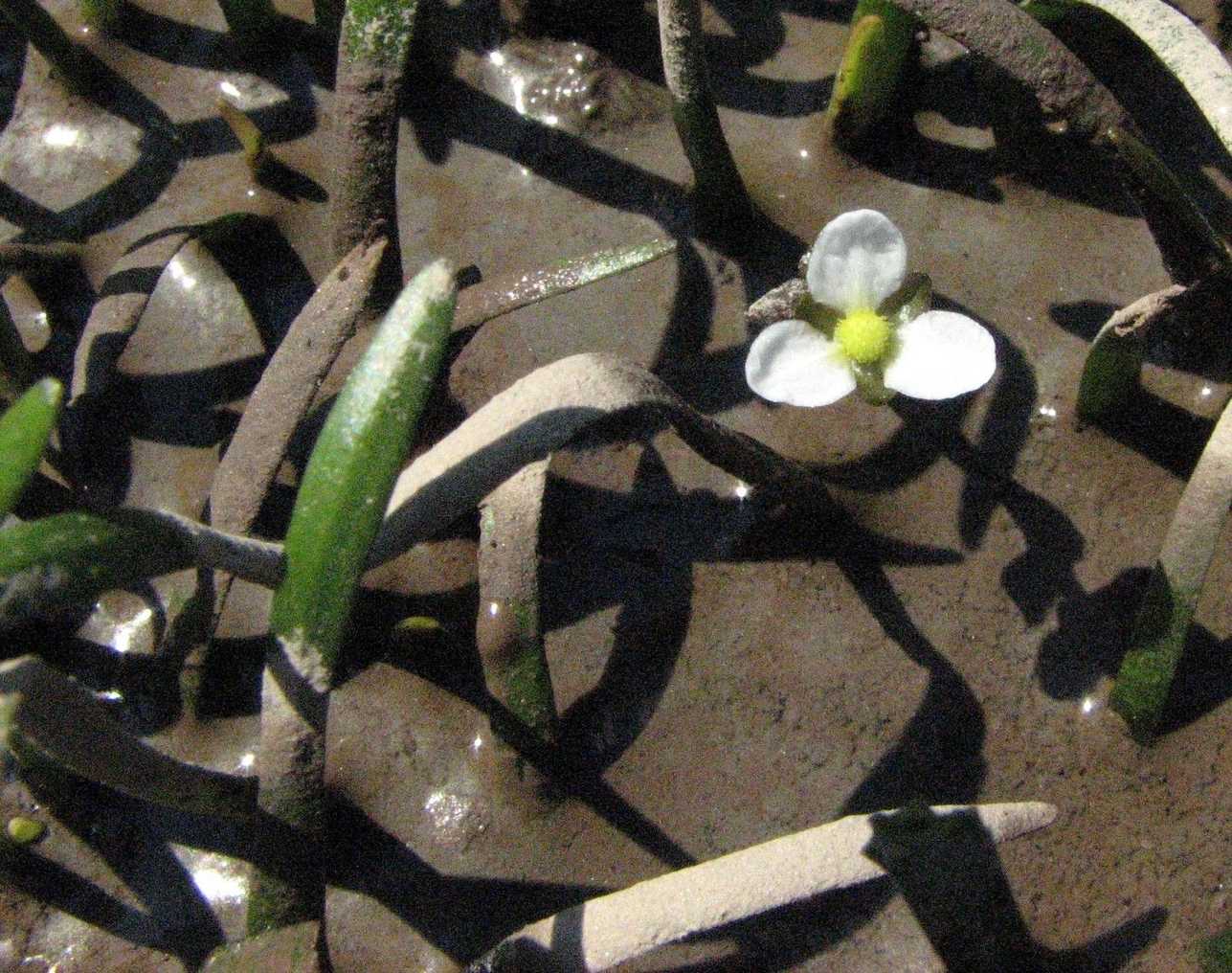 Sagittaria subulata